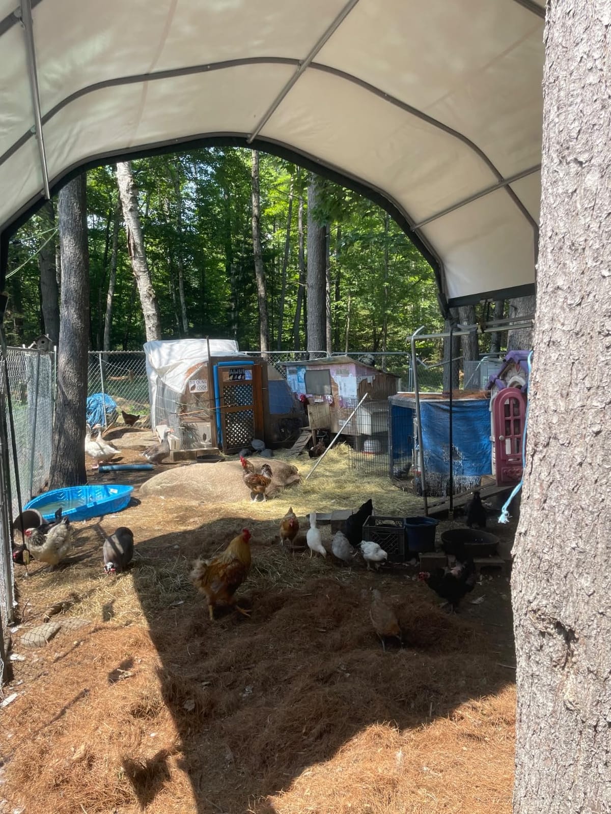ShelterLogic 12' x 12' Corral Shelter and Livestock Shade Waterproof and UV Treated Universal Cover for Horses, Goats, and Other Livestock (Corral Panels Not Included) customer photo 1