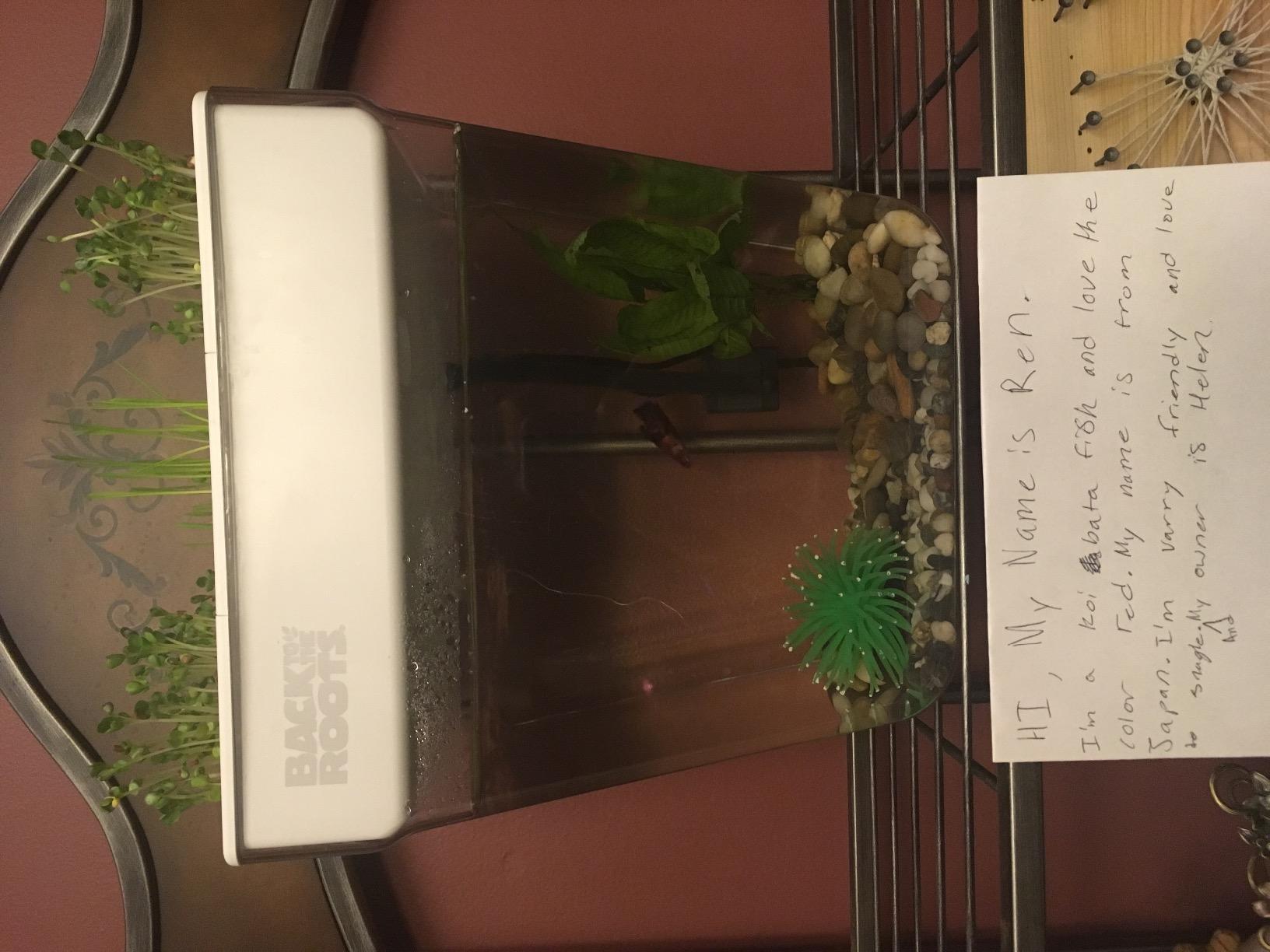 Back to the Roots Indoor Aquaponic Garden - 3 Gallon Self Watering, Mess-Free Planter and Self-Cleaning Fishtank for Herbs, Microgreens, Bamboo, Succulents, and Houseplants, support Fish customer photo 1
