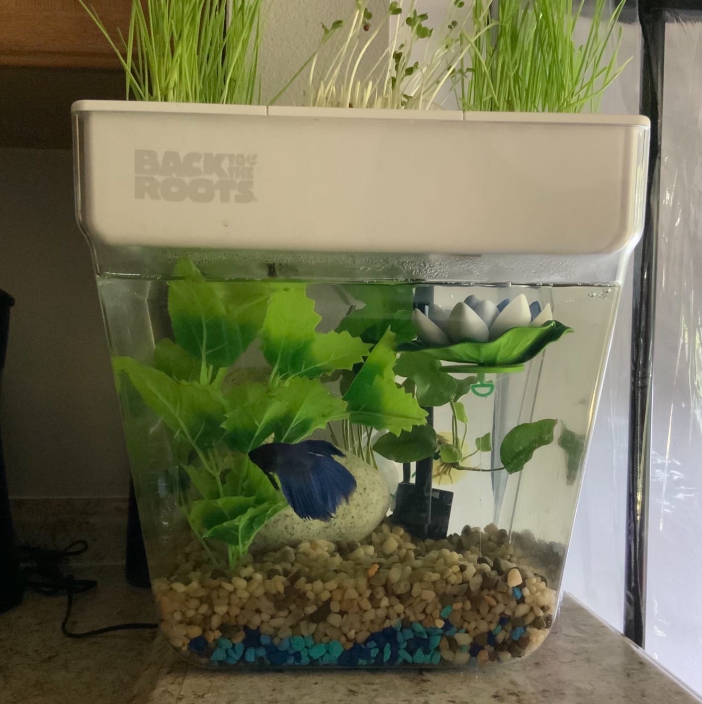 Back to the Roots Indoor Aquaponic Garden - 3 Gallon Self Watering, Mess-Free Planter and Self-Cleaning Fishtank for Herbs, Microgreens, Bamboo, Succulents, and Houseplants, support Fish customer photo 2