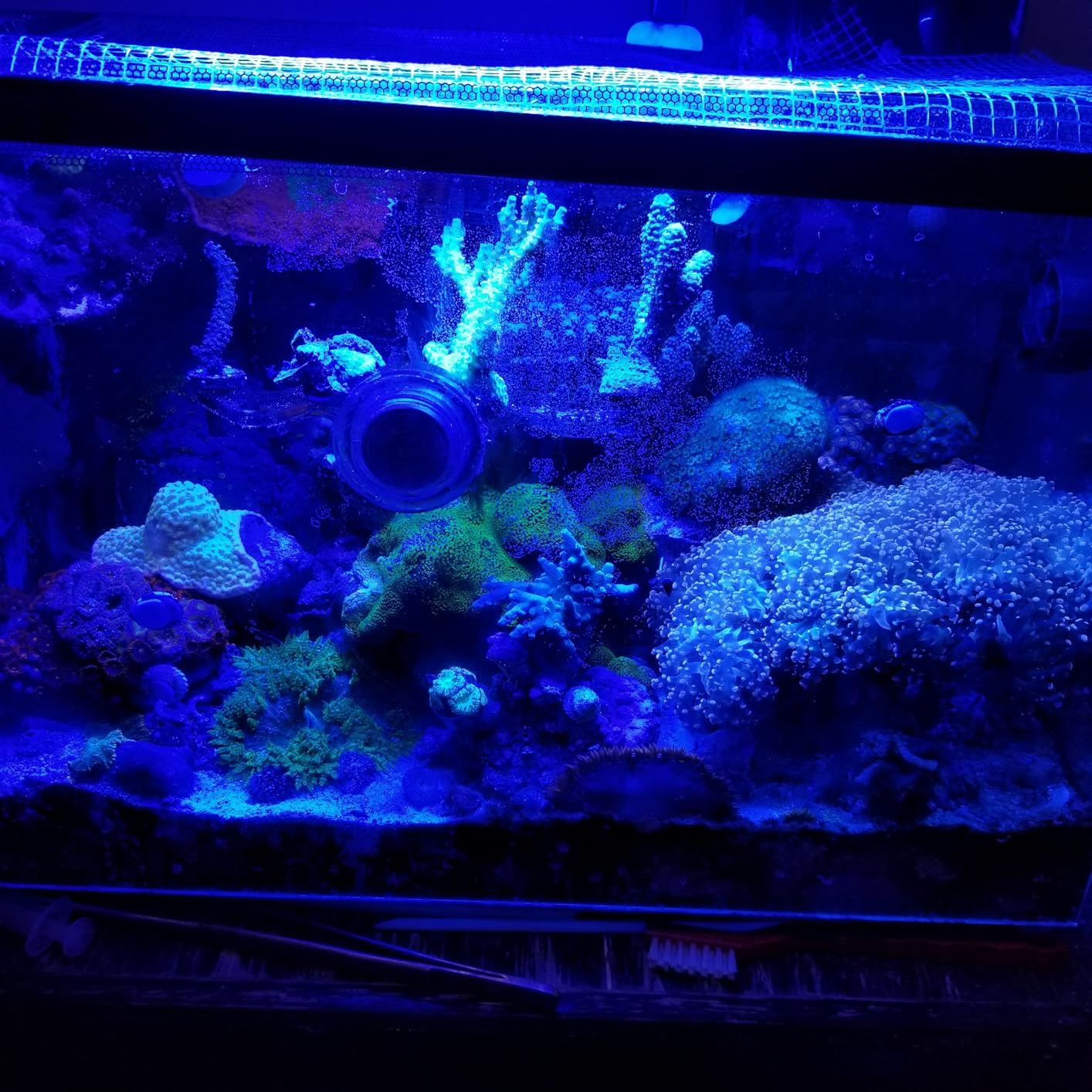 Fluval Evo XII Saltwater Aquarium Kit, 13.5 Gal. | Saltwater Fish Tank with Reef-Capable LED, Efficient 3-Stage Filtration and Seamlessly Integrated Hardware customer photo 1