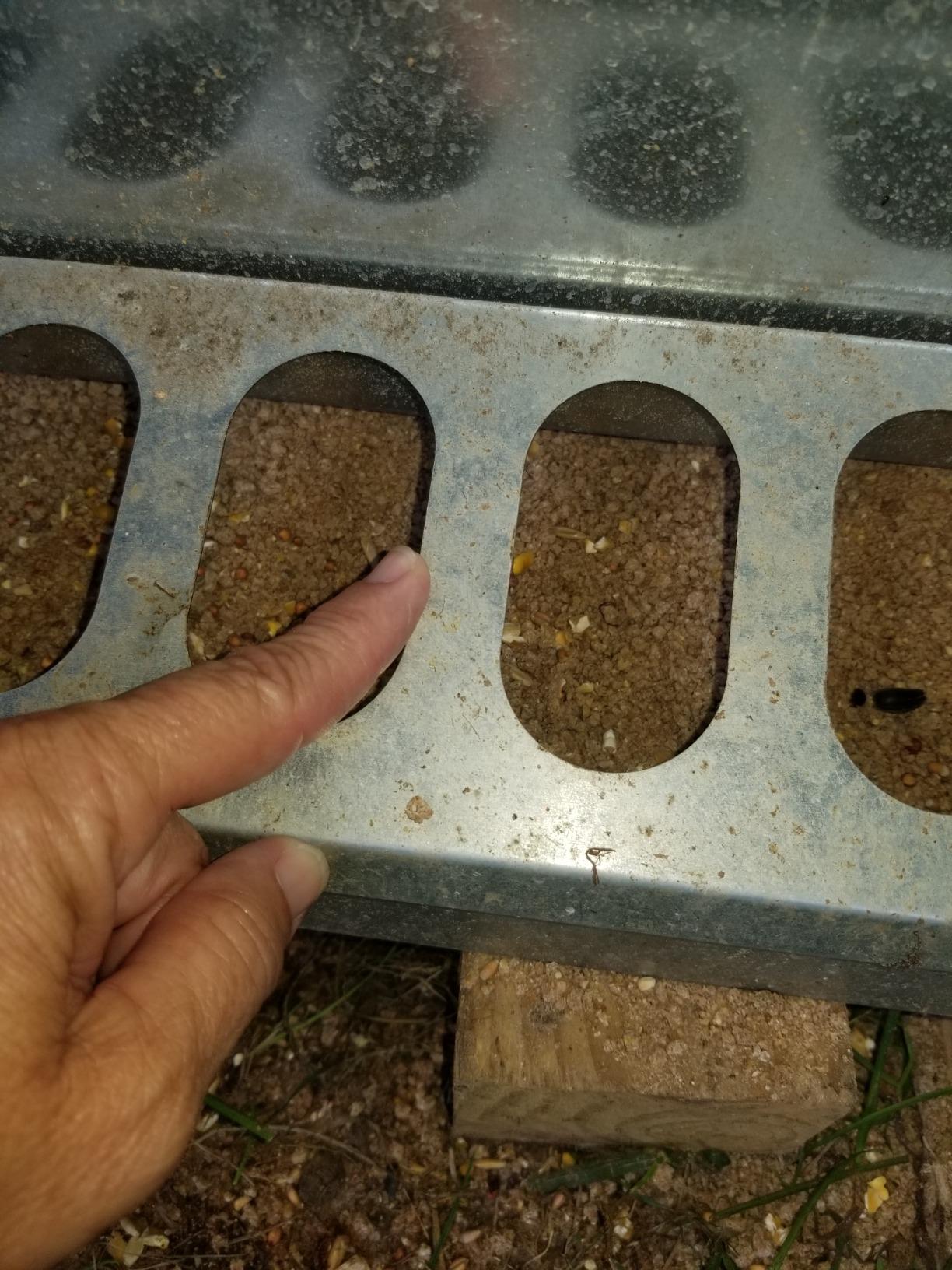 Duncan's Poultry 55 LB Chicken Feeder USA! customer photo 1