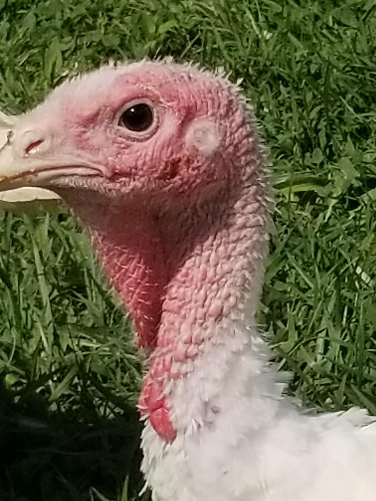 Duncan's Poultry 55 LB Chicken Feeder USA! customer photo 2