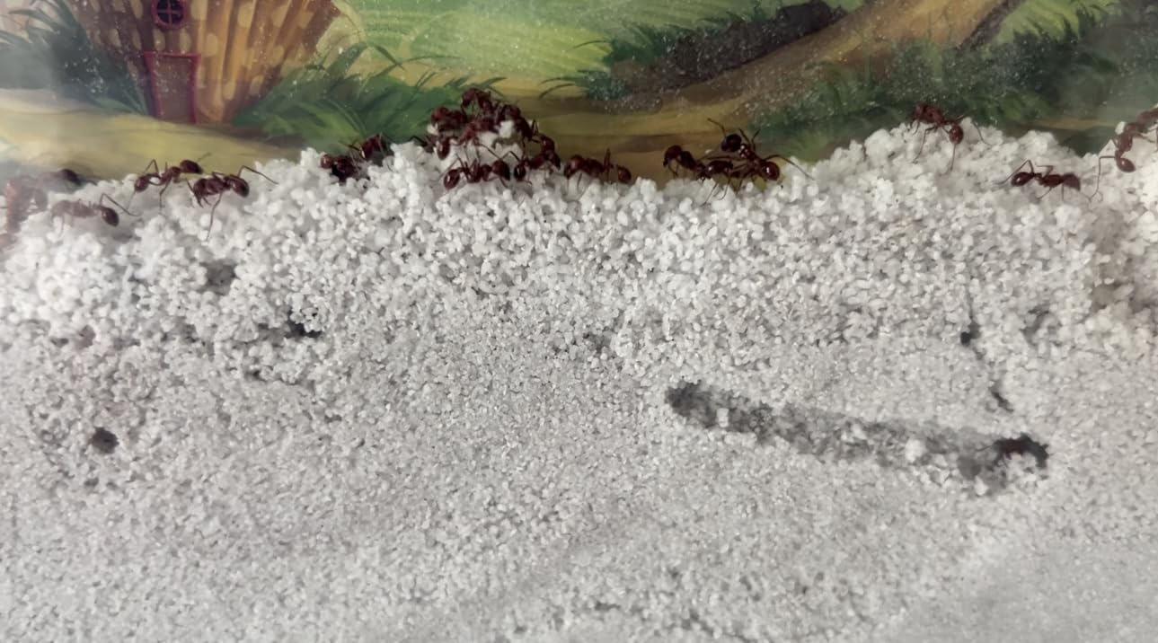 Uncle Milton Giant Ant Farm - Large Viewing Area - Care for Live Ants - Nature Learning Toy - Science DIY Toy Kit - Great Gift for Boys & Girls customer photo 2