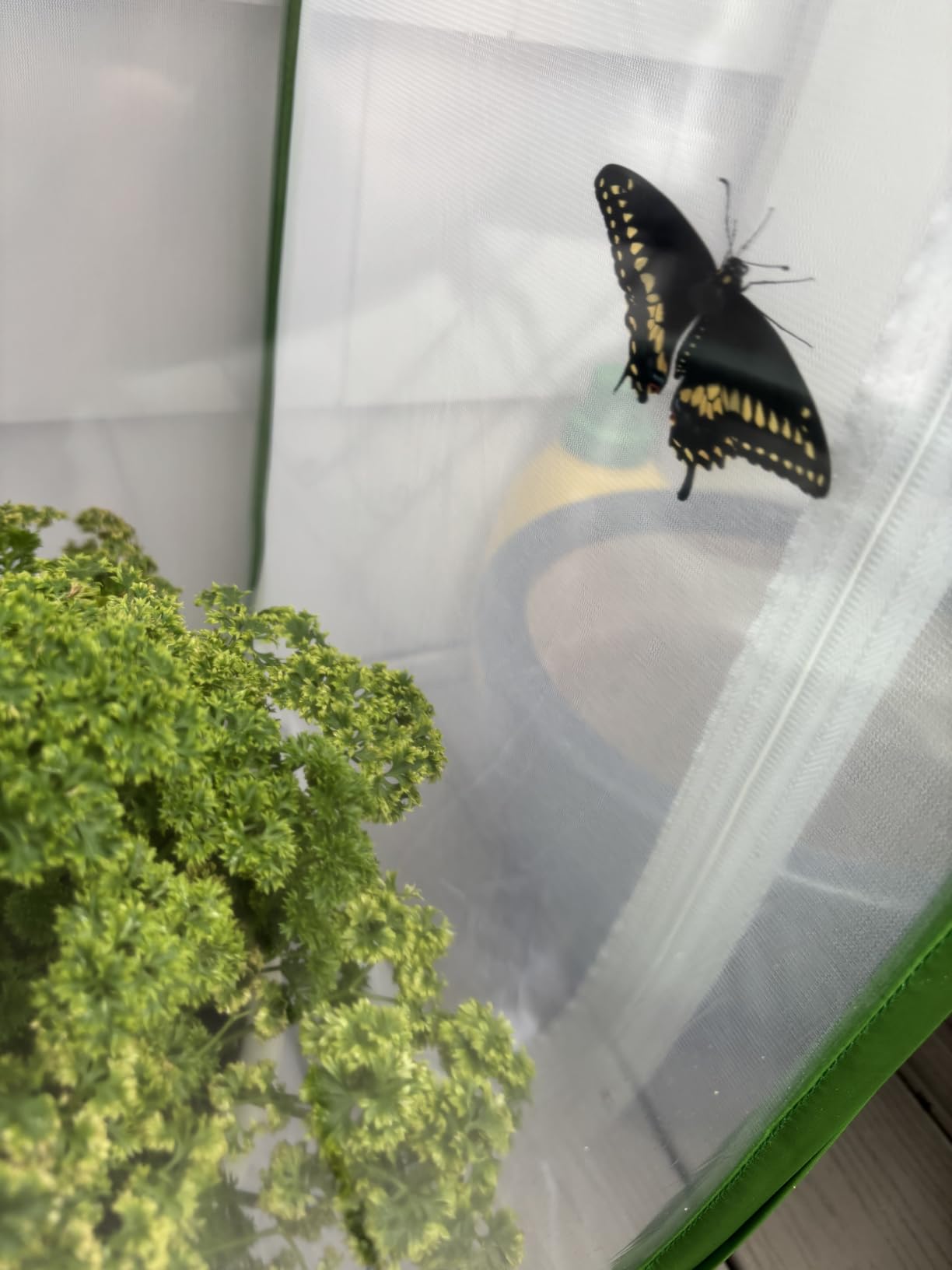 RESTCLOUD Insect and Butterfly Habitat Cage Terrarium Pop-up 23.6 Inches Tall customer photo 1