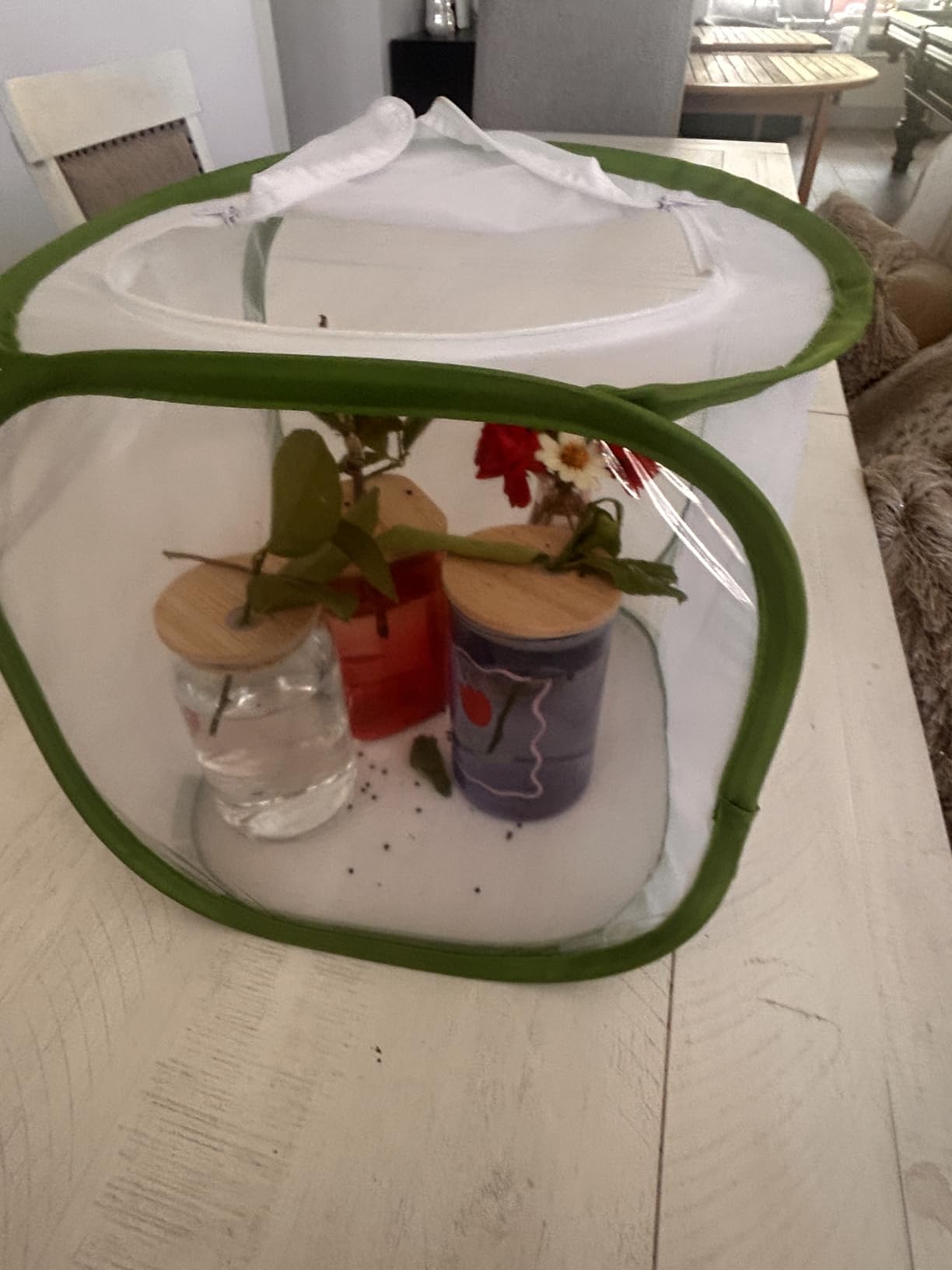 RESTCLOUD Insect and Butterfly Habitat Cage Terrarium Pop-up 23.6 Inches Tall customer photo 2