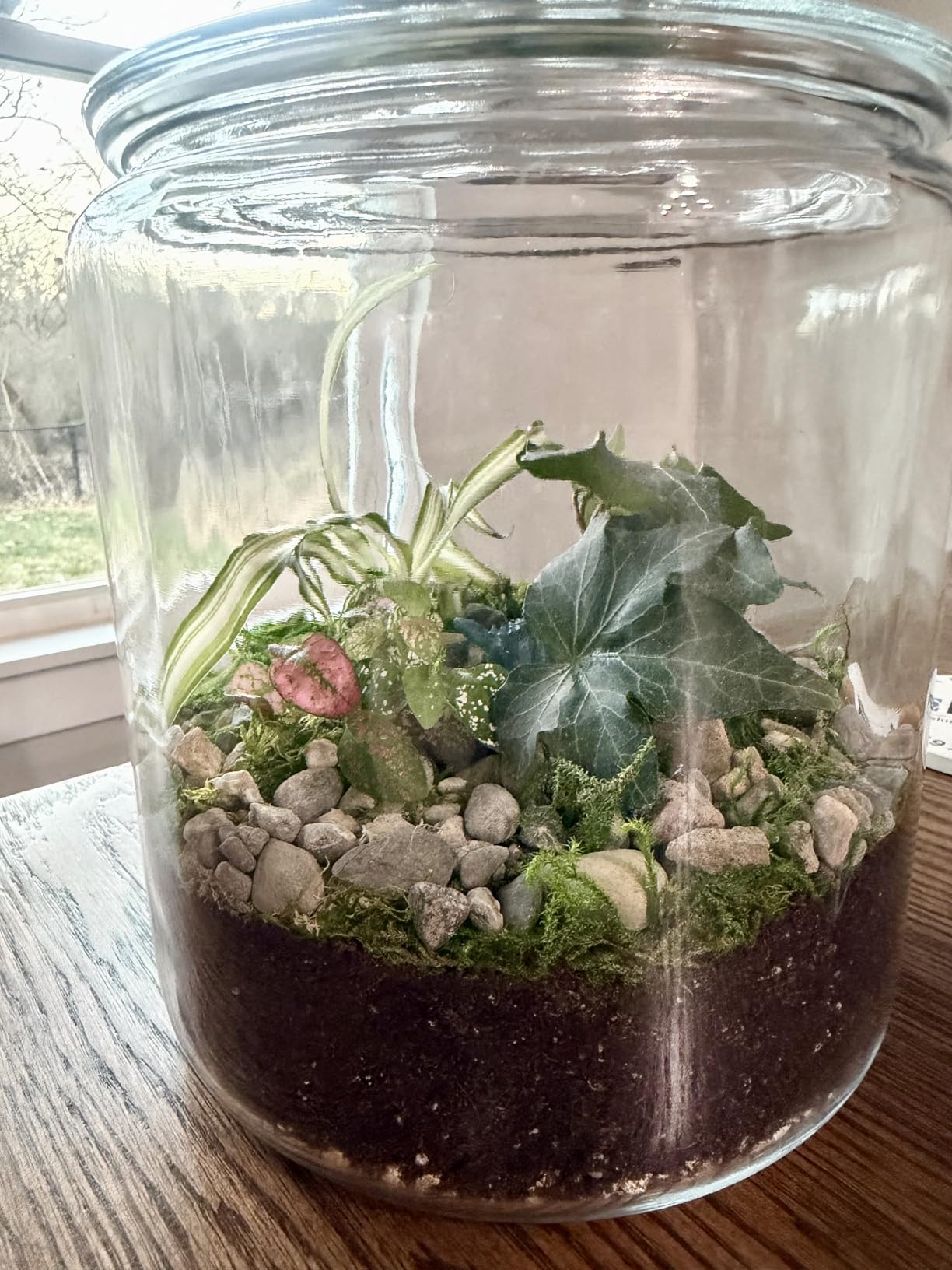 Cute Farms Terrarium Starter Kit | Moss, Vermiculite, Soil, Pebbles, Plant Food, Finishing Tools, Build and Care Guide | DIY Succulent Terrarium for Adults and Kids (Large) customer photo 1