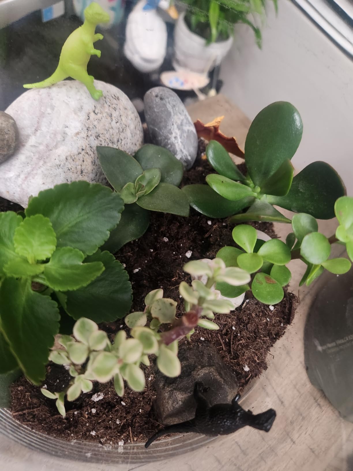 Cute Farms Terrarium Starter Kit | Moss, Vermiculite, Soil, Pebbles, Plant Food, Finishing Tools, Build and Care Guide | DIY Succulent Terrarium for Adults and Kids (Large) customer photo 2