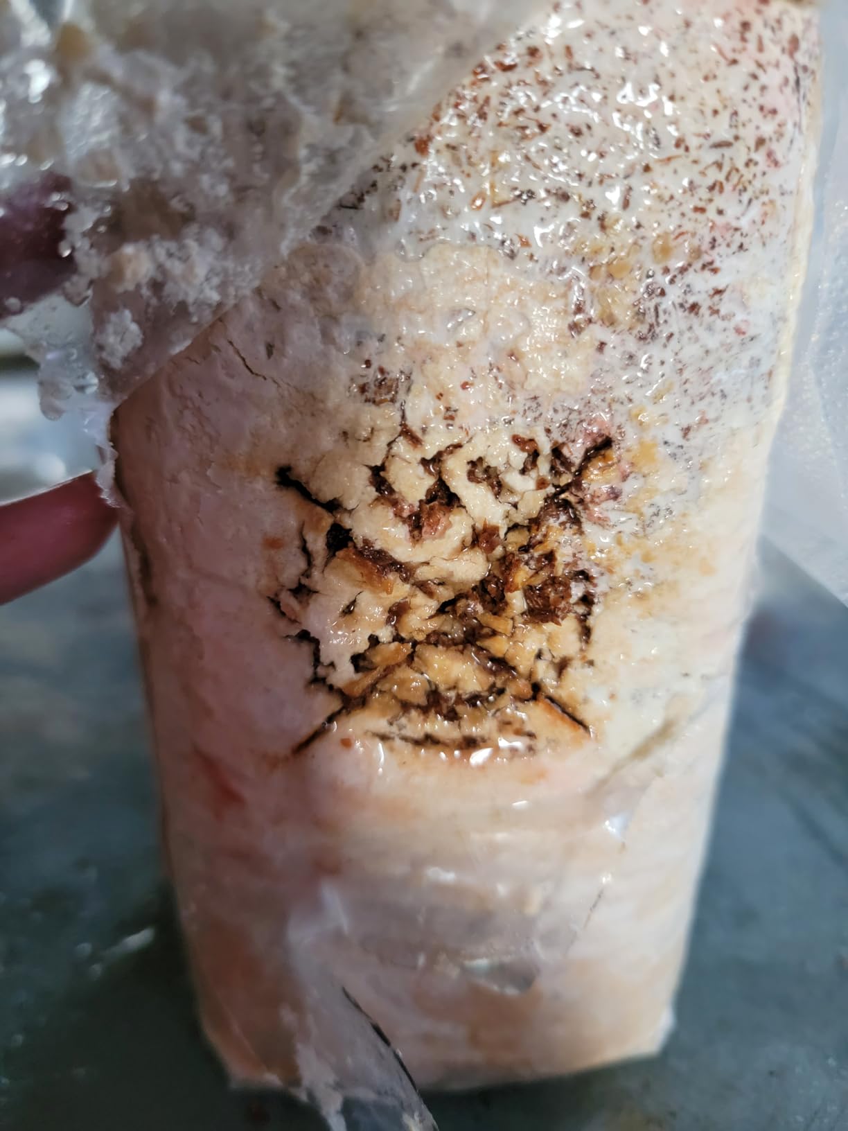 Specialty Trio Oyster Mushroom Kits, Pink Brown White 3-Pack | Three beginner-friendly kits turn simple daily care into fresh homegrown harvests, usually in about 10 days customer photo 1