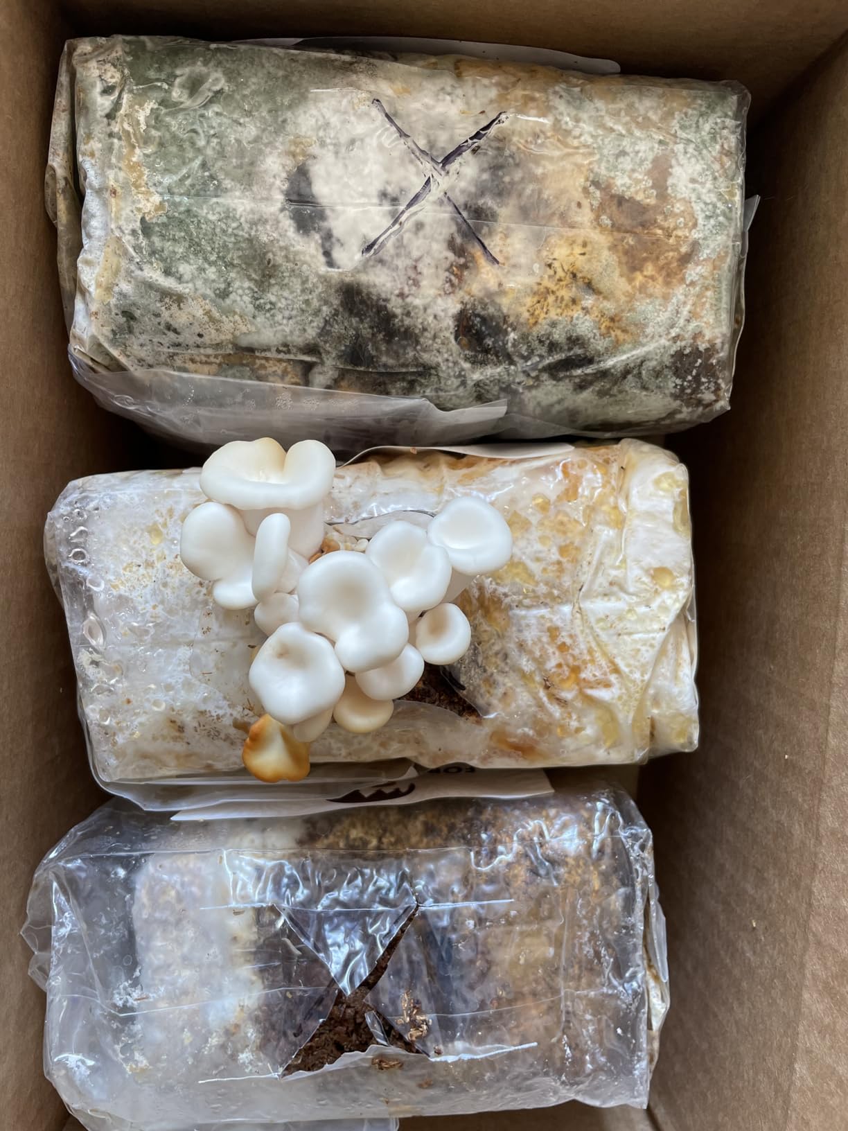 Specialty Trio Oyster Mushroom Kits, Pink Brown White 3-Pack | Three beginner-friendly kits turn simple daily care into fresh homegrown harvests, usually in about 10 days customer photo 2