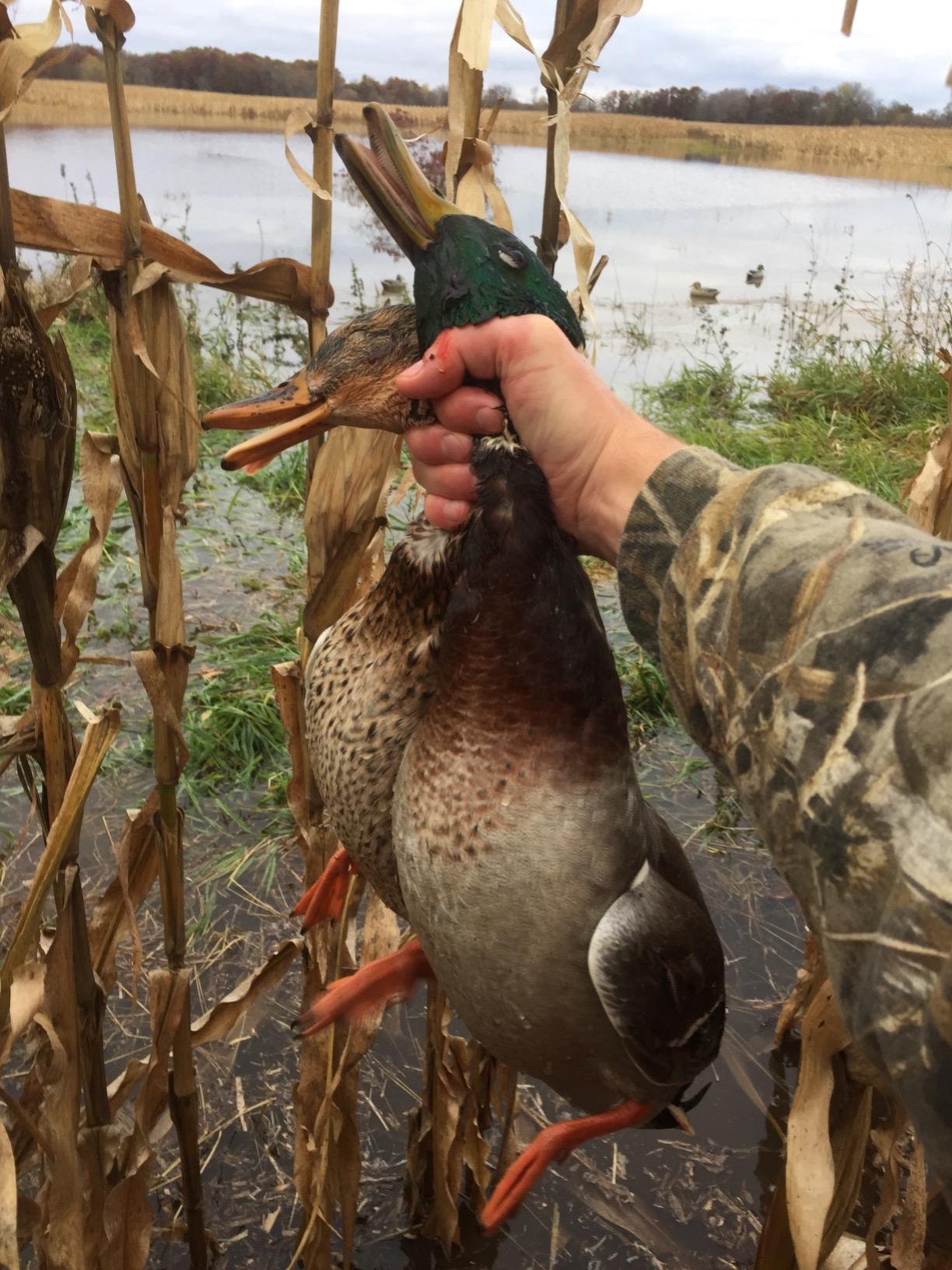 Avery GHG Essential Mallard Duck Decoys - 12 Pack | Realistic Durable Floating Waterfowl Hunting Set with Weighted Self-Righting Keels, 6 Drake & 6 Hen Floaters (70010) customer photo 1