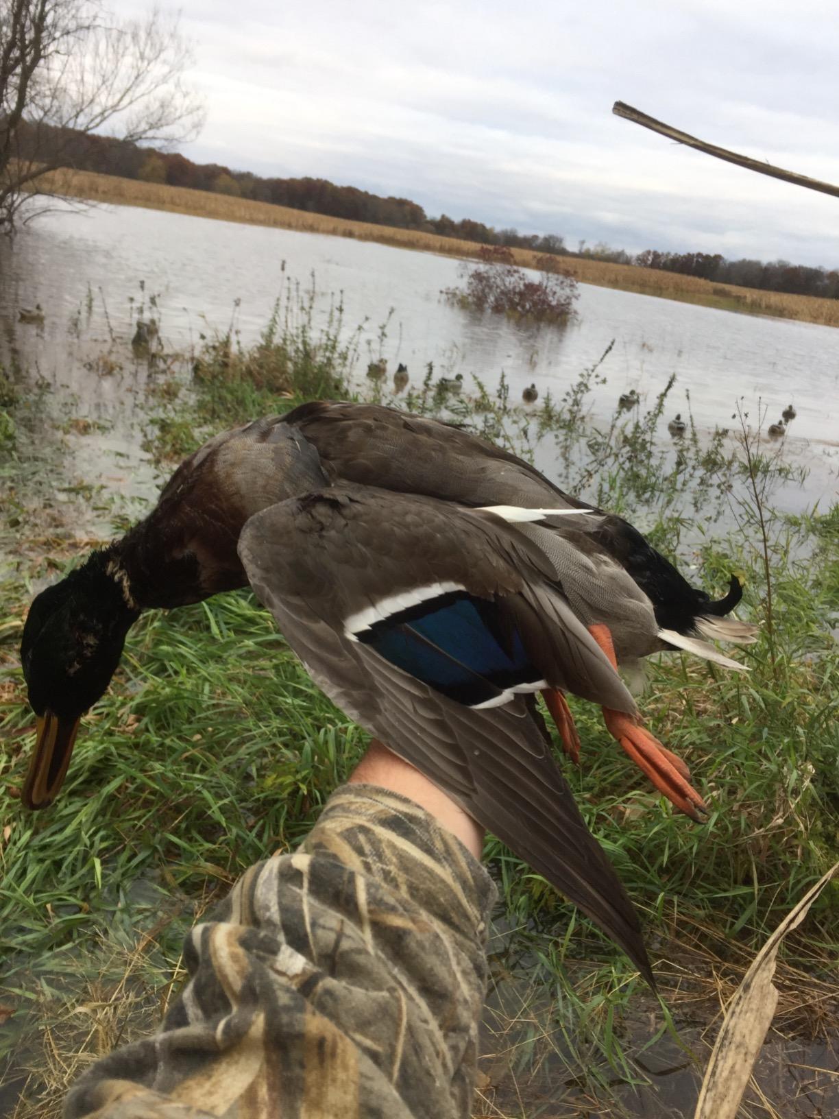 Avery GHG Essential Mallard Duck Decoys - 12 Pack | Realistic Durable Floating Waterfowl Hunting Set with Weighted Self-Righting Keels, 6 Drake & 6 Hen Floaters (70010) customer photo 2