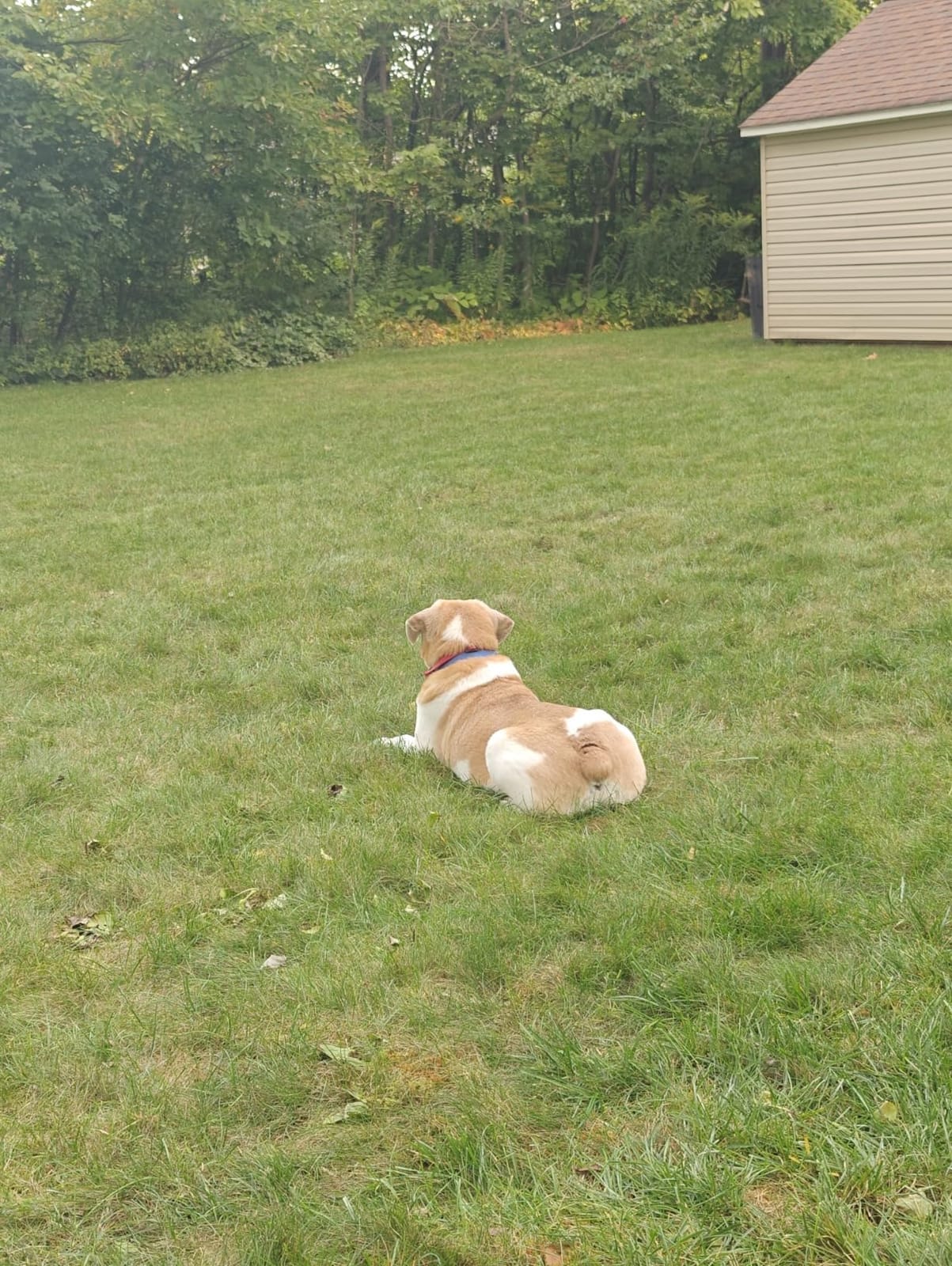 PetSafe Stay & Play Wireless Pet Fence for Stubborn Dogs - No Wire Circular Boundary, Secure 3/4-Acre Yard, for Dogs 5lbs+, America's Safest Wireless Containment System customer photo 1