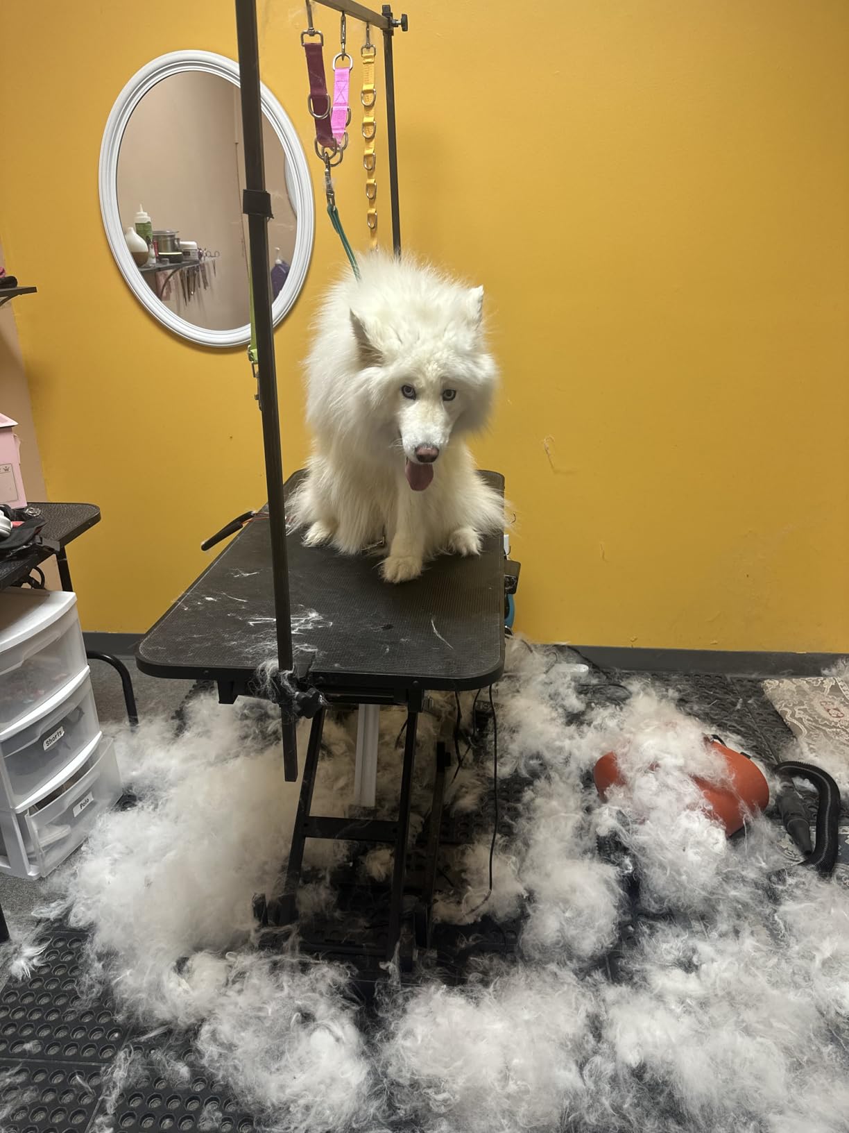 Dual Motor High Velocity Pet Dog Grooming Force Hair Dryer/Blower 6.0HP | 6.0HP high speed force blower dryer, professional dog hair grooming tool, orange, model DHD-2400F customer photo 1