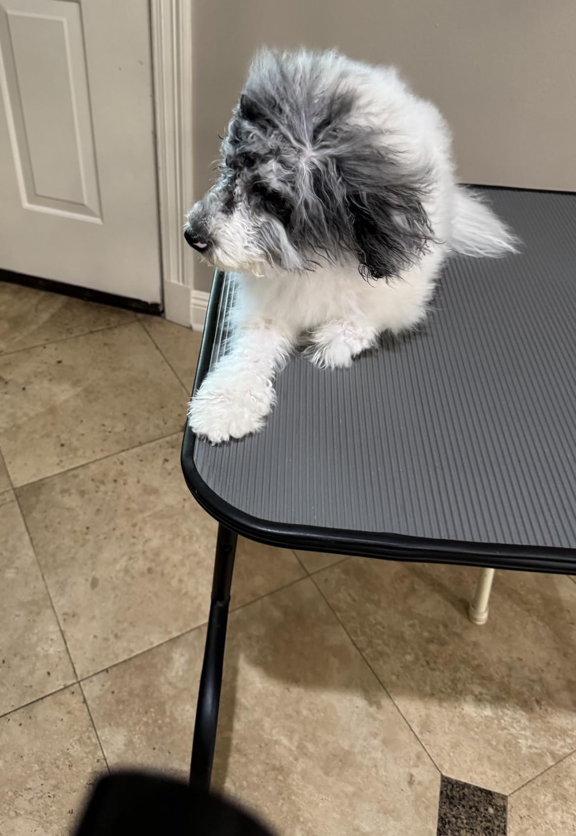 Dog Dryer for Pet Grooming, High Velocity Pet Hair Dryer with Heater, Adjustable Speed, 3 Nozzles and a Comb, Blue customer photo 2