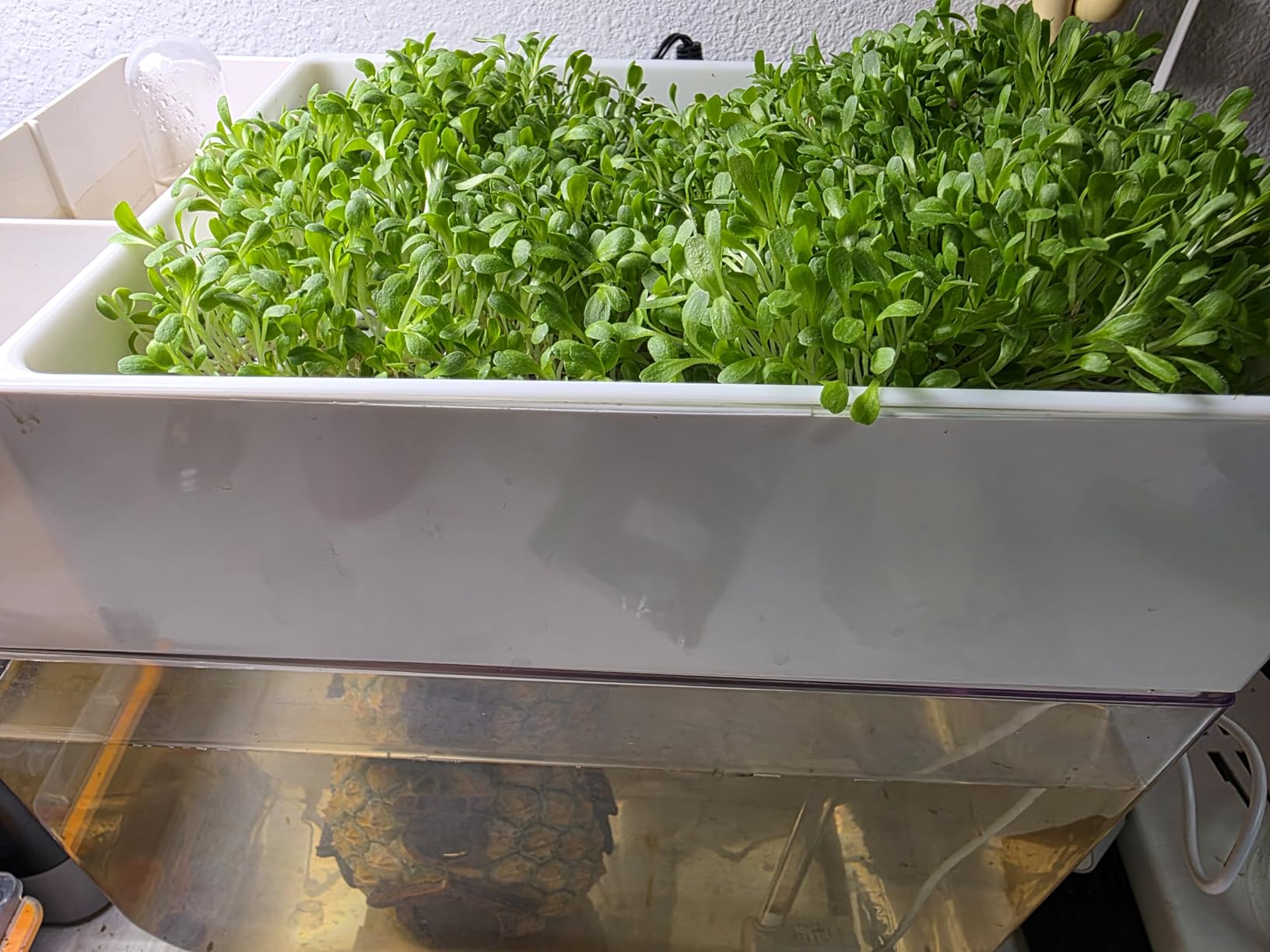 Hydroponic Garden Aquaponic Fish Tank Plants Growing System Self-Cleaning Seed Sprouter Tray customer photo 1