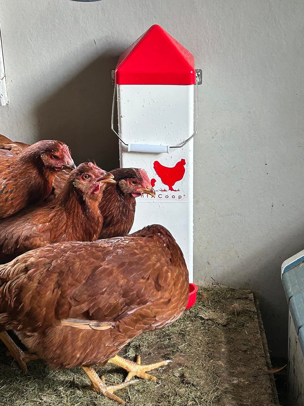 RentACoop 2 Gallon High Rise Chicken Waterer with Auto-Fill Cups, Horizontal Nipples, Anti-Roost Cone and Mounting Kit - Suitable for Chickens, Quail, Ducks, Geese, Turkey and More customer photo 2