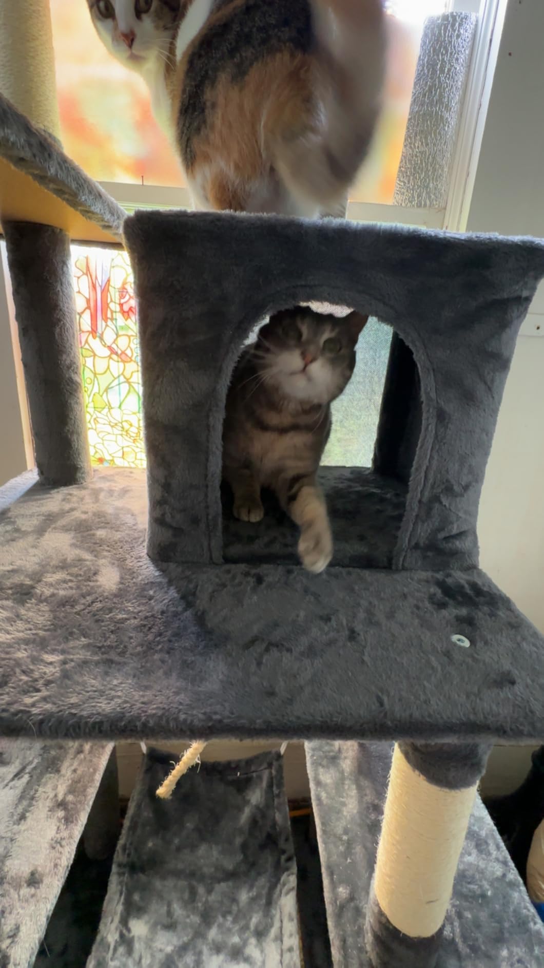 Yaheetech 63in Large Cat Tree for Heavy Cats up to 22lbs, Anti-Wobble Tower with Condo & Hammock, Space-Saving for Indoor Multi-Pet Households, Stops Furniture Scratching customer photo 2