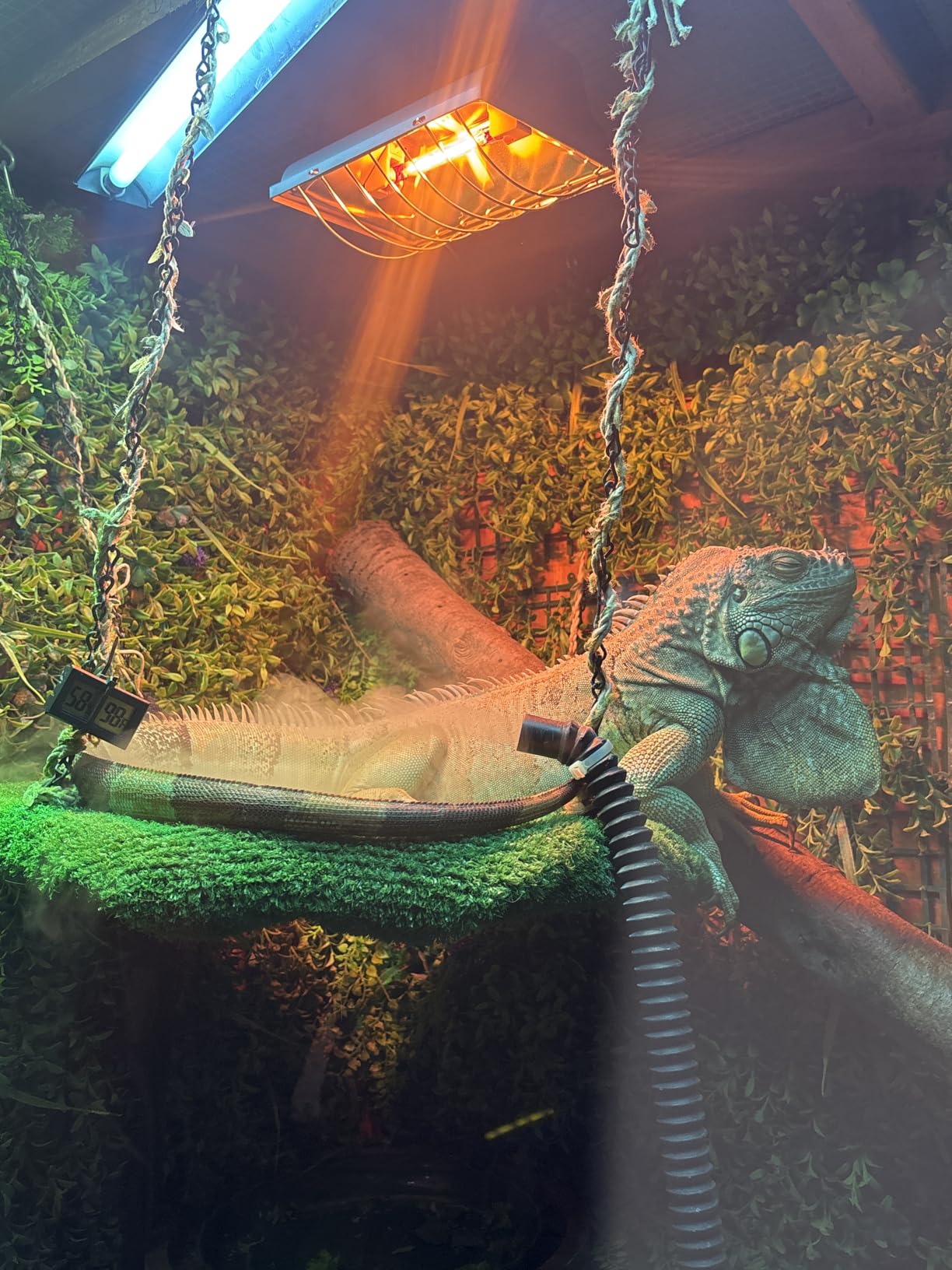 Coospider 3.8L Reptile Fogger Mister, Quiet Reptile Humidifier for Reptiles Tank, Terrarium Humidifiers with Extended Tube, Automatic Reptile Misting System for Reptiles Amphibians Herps Vivarium customer photo 2