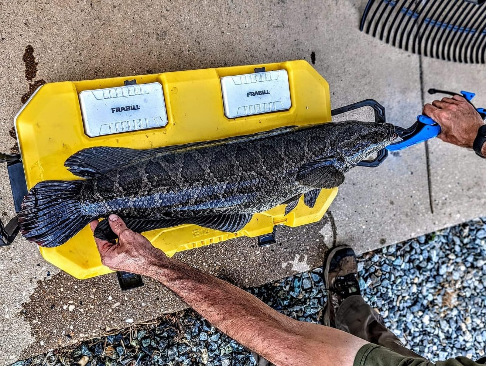 Frabill Magnum Bait Station 30 | 30 Quart Bait Cooler with Dual Aeration, White and Yellow customer photo 2