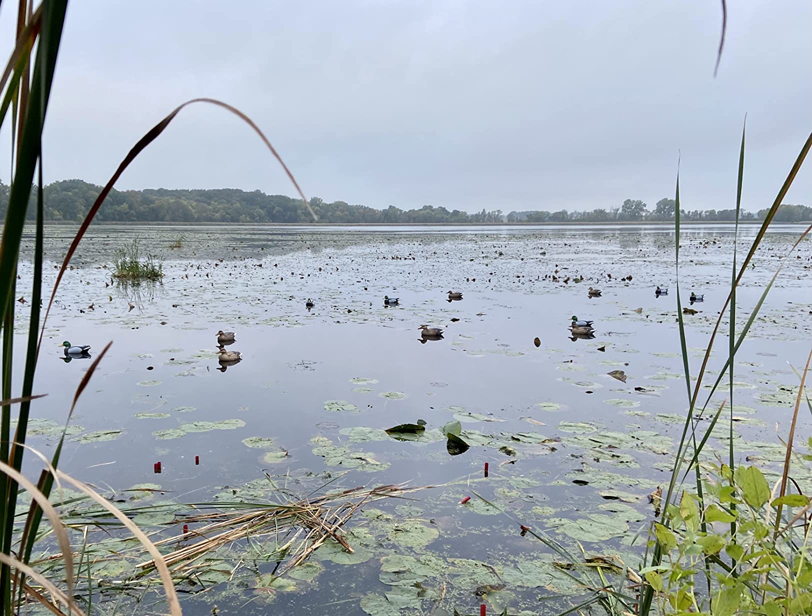 Flambeau Outdoors Duck Decoy - Masters Series Mallard or Blue Bill Decoys (6-Pack or 12-Pack) Classic Floaters customer photo 2