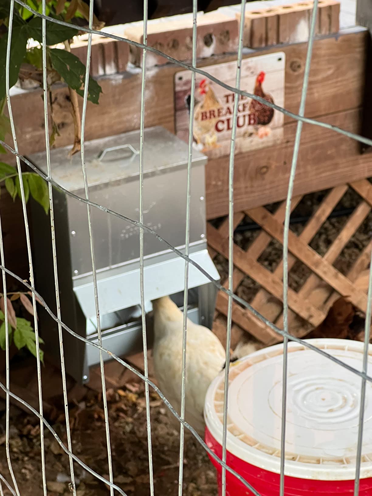 RentACoop Metal Trough Feeder with Lid & Rain Cover - Galvanized Steel - Side View Window - Moveable Grate for Easy Cleaning - Suitable for Chickens, Ducks, Poultry & More - 50lb Capacity customer photo 2