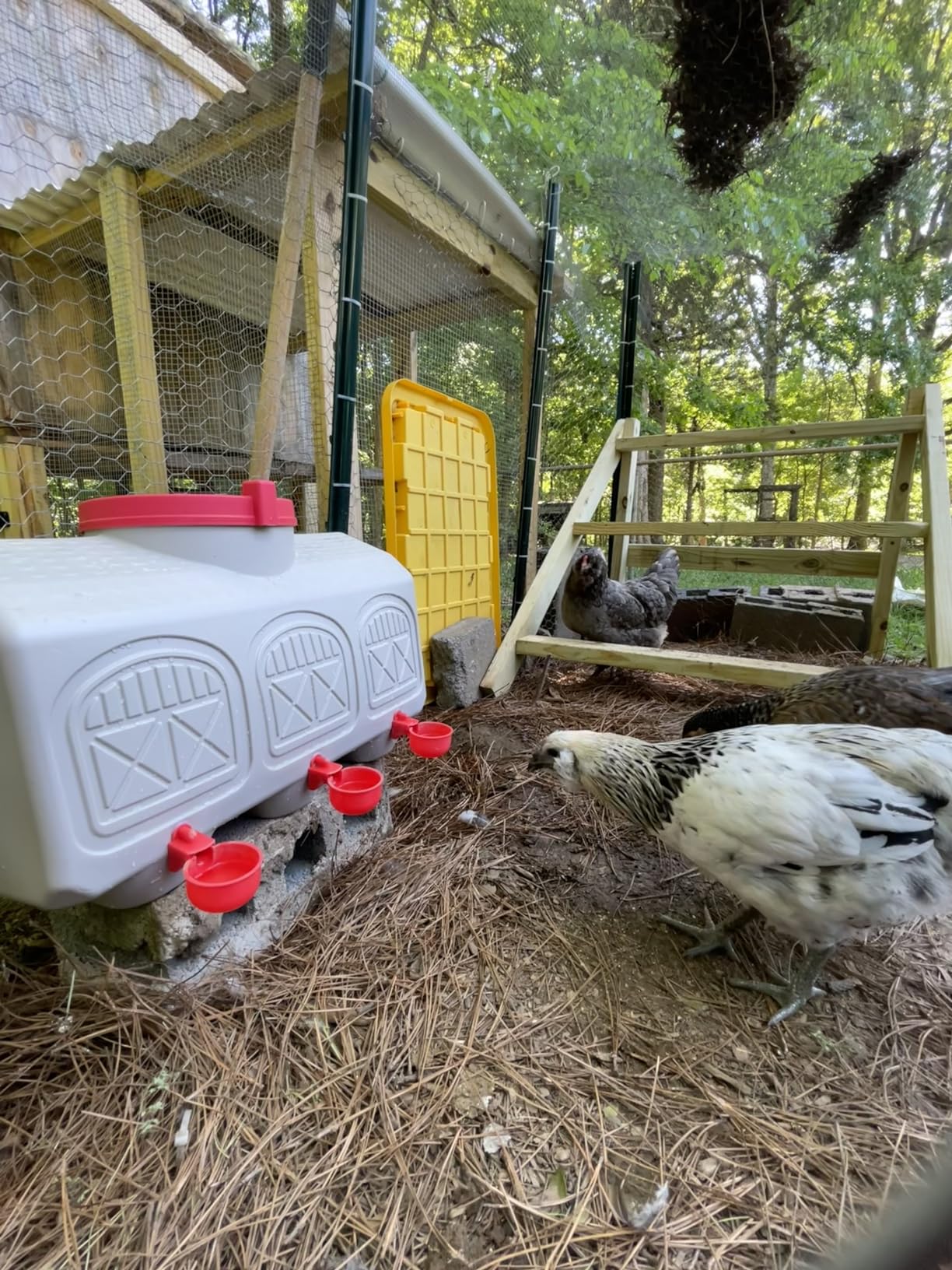OverEZ Automatic Chicken Waterer with No Spill System, Outside and Inside Poultry Drinker, Large 12 Gallon High Capacity Drinking Bottle Dispenser for Hens customer photo 1