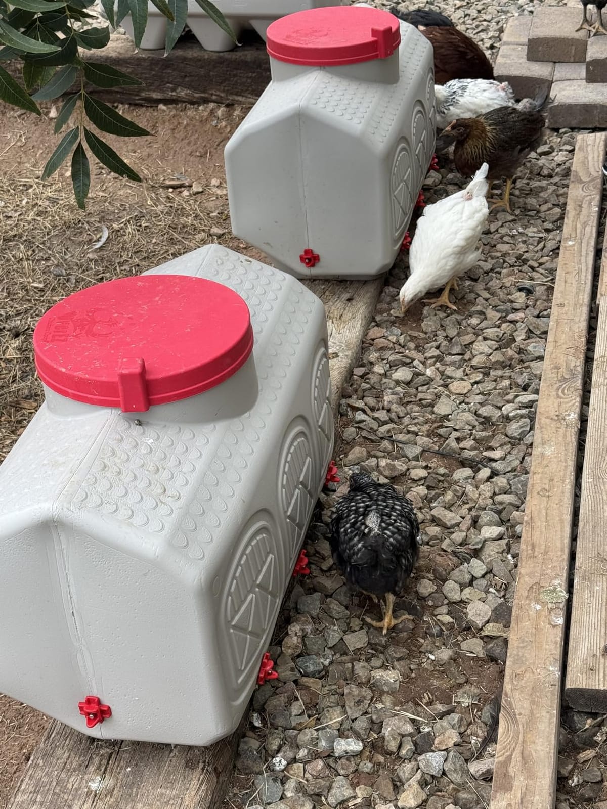 OverEZ Automatic Chicken Waterer with No Spill System, Outside and Inside Poultry Drinker, Large 12 Gallon High Capacity Drinking Bottle Dispenser for Hens customer photo 2