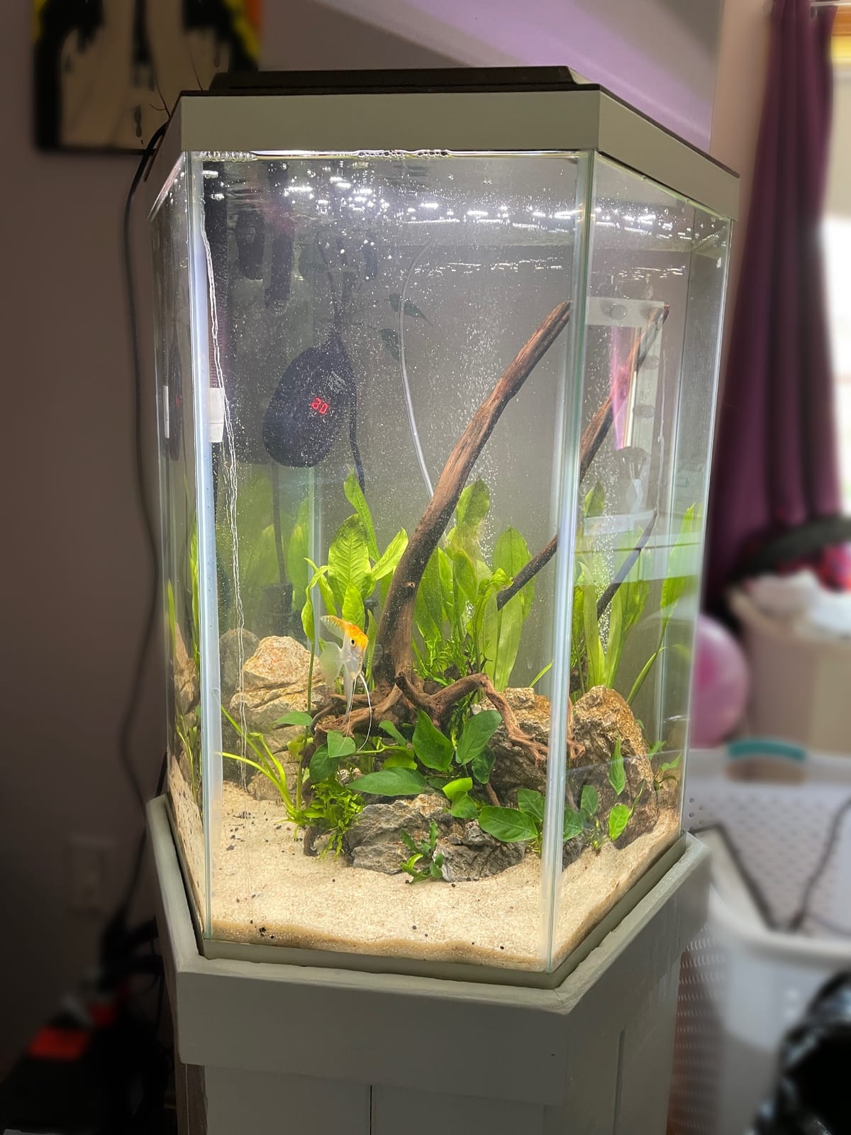 Fluval Plant 3.0 LED Planted Aquarium Lighting, 22 Watts, 15-24 Inches customer photo 2