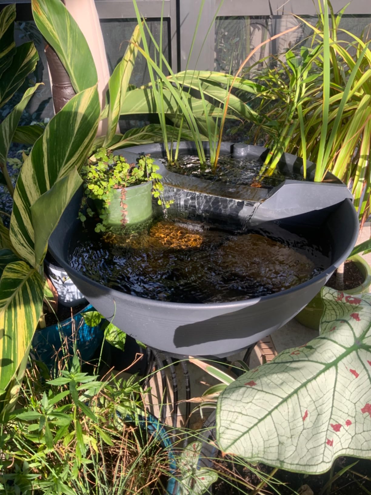 Aquascape AquaGarden Pond Kit, Container Water Garden | 78325 customer photo 2