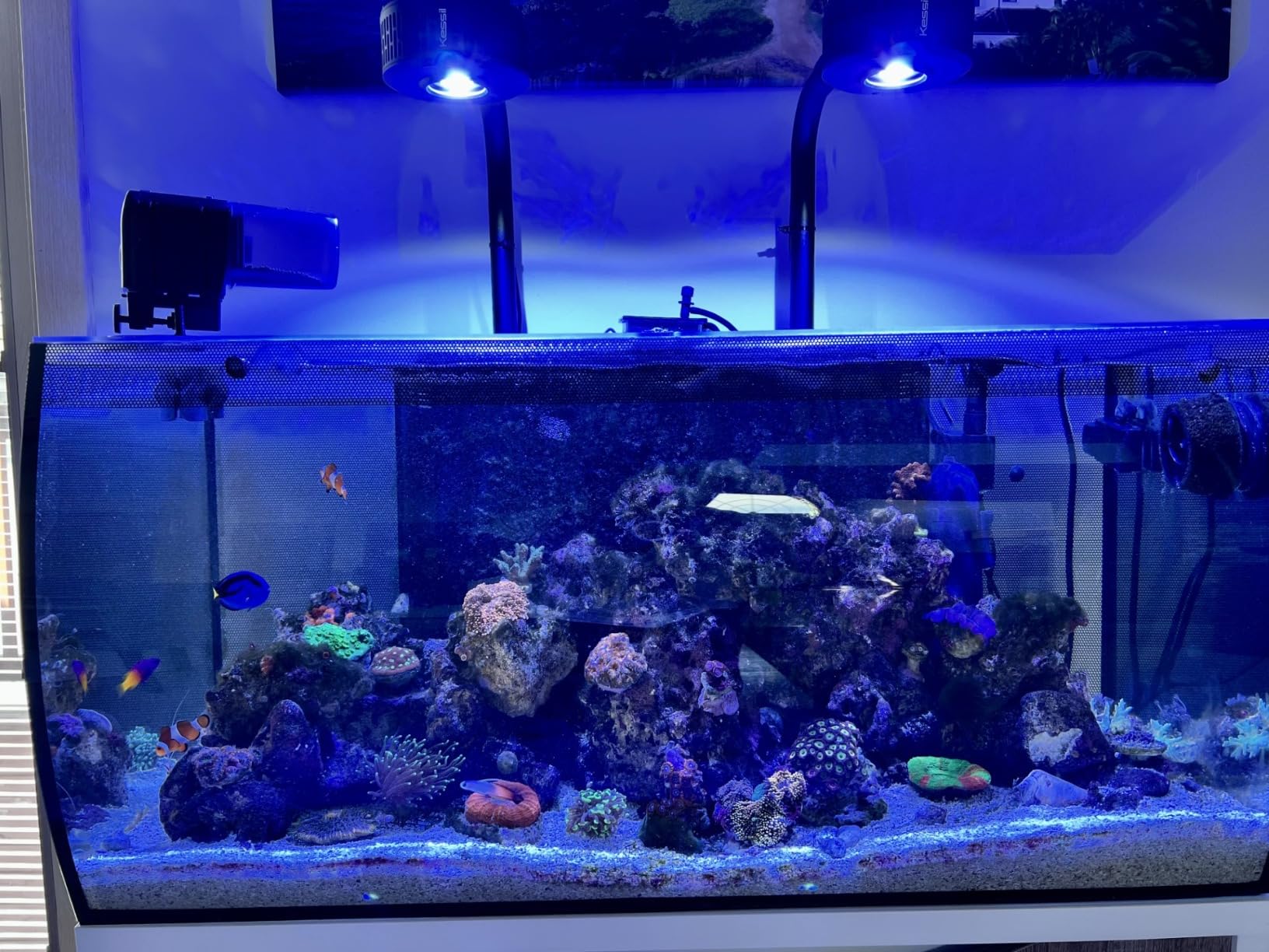 Fluval Flex 32.5 Marine Salt Water Aquarium Kit - Fish Tank for Fish, Coral & More - Comes with LED Lights, Filtration System & More - 32.5 Gal. customer photo 1