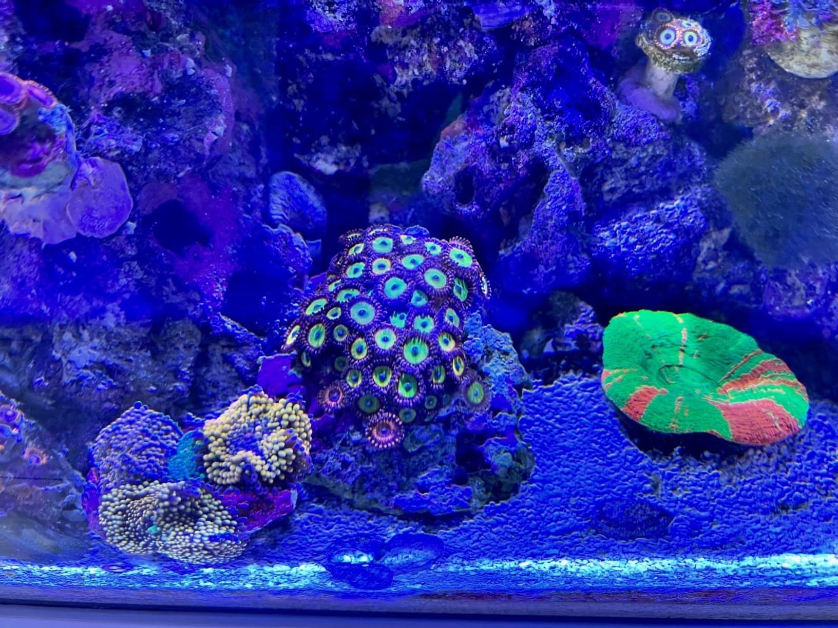 Fluval Flex 32.5 Marine Salt Water Aquarium Kit - Fish Tank for Fish, Coral & More - Comes with LED Lights, Filtration System & More - 32.5 Gal. customer photo 2