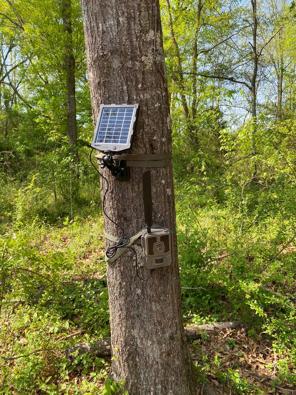 Trail Camera Solar Panel, WingHome Solar Battery Charger Kit 12V/1A 6V/1.5A with Build-in 2000mAH Rechargeable Lithium Battery IP66 Waterproof Hunting Accessory customer photo 2