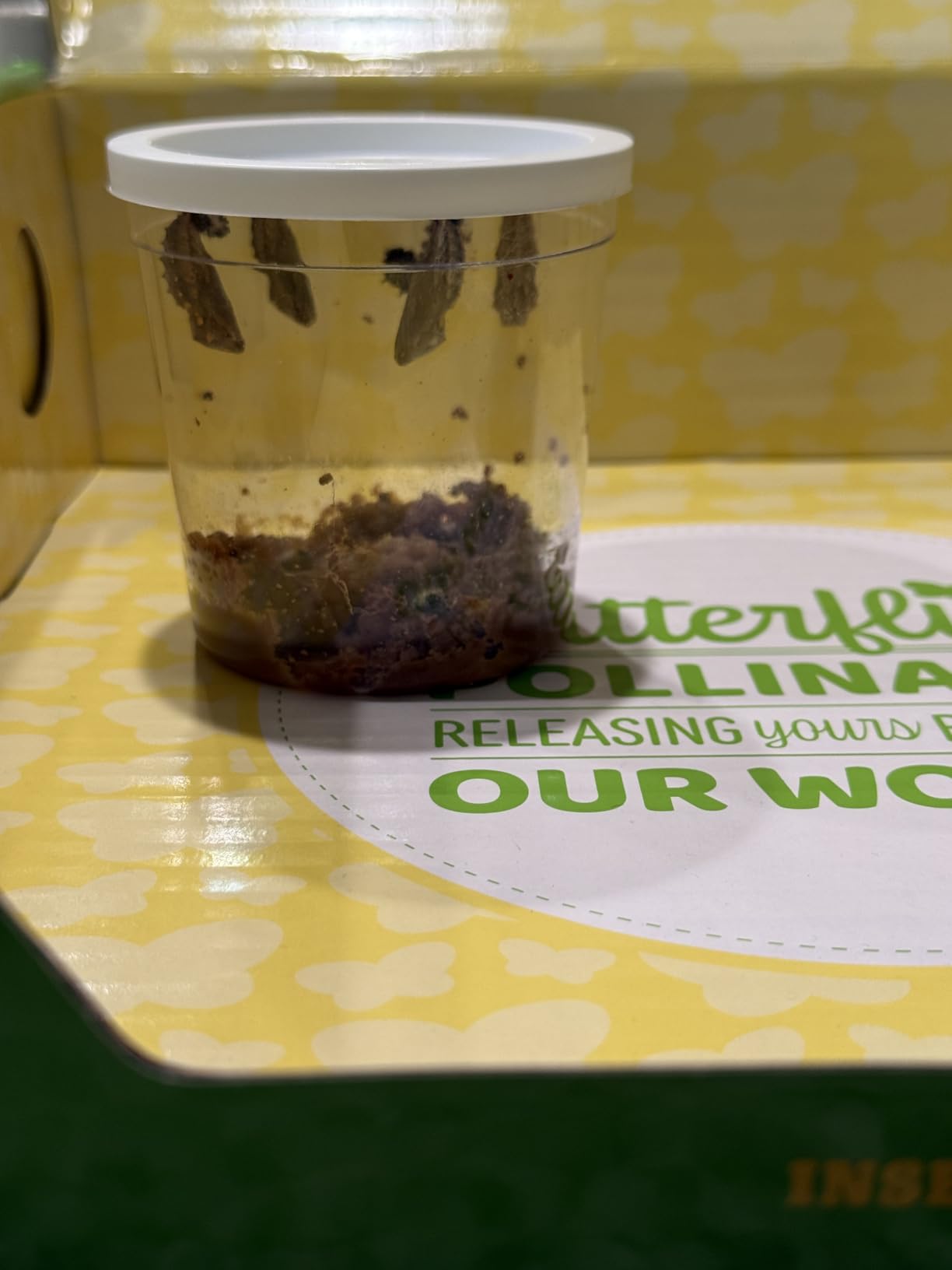 Insect Lore Butterfly Garden with 10 Live Baby Caterpillars - Habitat, Feeder, Chrys-A-Lid Holders, STEM Activity Journal - Raise and Release Painted Lady Butterflies customer photo 1