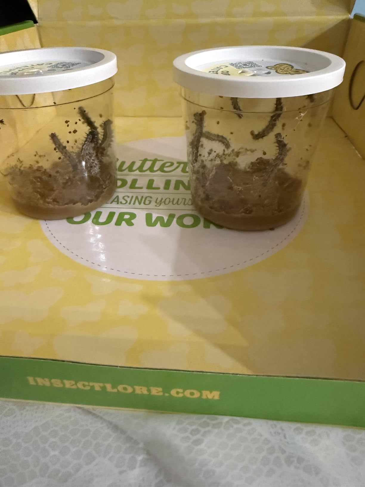 Insect Lore Butterfly Garden with 10 Live Baby Caterpillars - Habitat, Feeder, Chrys-A-Lid Holders, STEM Activity Journal - Raise and Release Painted Lady Butterflies customer photo 2