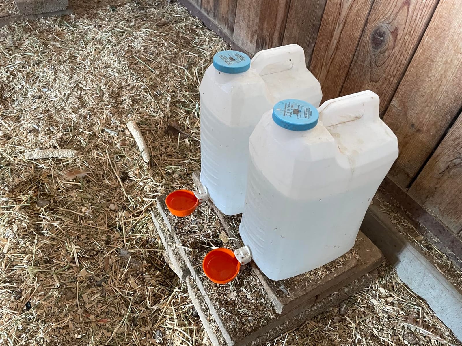 Lil'Clucker Large Automatic Chicken Waterer Cups | Chicken Water Feeder Suitable for Chicks, Duck, Goose, Turkey and Bunny | Poultry Water Feeder Kit (Orange, 5-Pack) customer photo 1