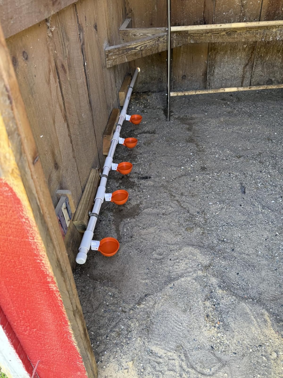 Lil'Clucker Large Automatic Chicken Waterer Cups | Chicken Water Feeder Suitable for Chicks, Duck, Goose, Turkey and Bunny | Poultry Water Feeder Kit (Orange, 5-Pack) customer photo 2