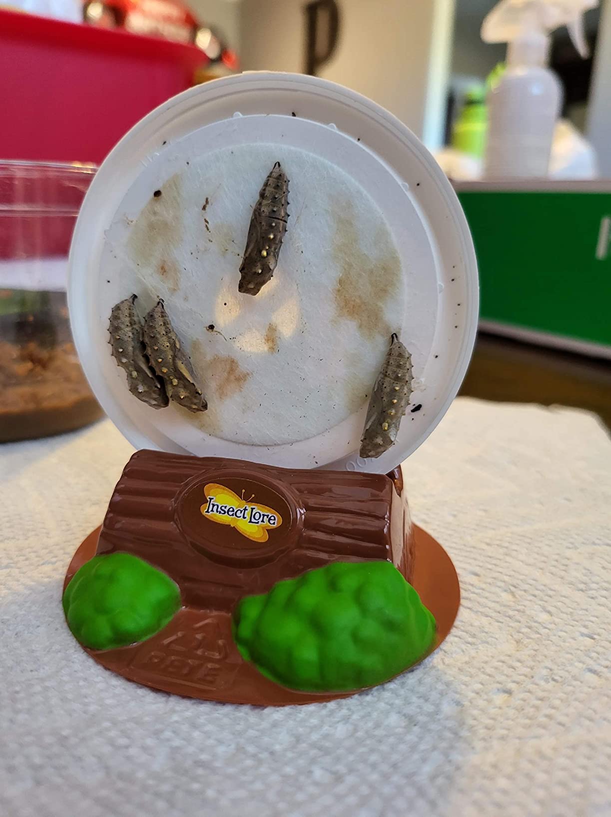 Insect Lore Butterfly Pavilion with Two Live Cups of Caterpillars - 2ft Tall Habitat, STEM Butterfly Journal, 10 Live Baby Caterpillars - Life Science Education Kit - Raise Painted Lady Butterflies customer photo 1
