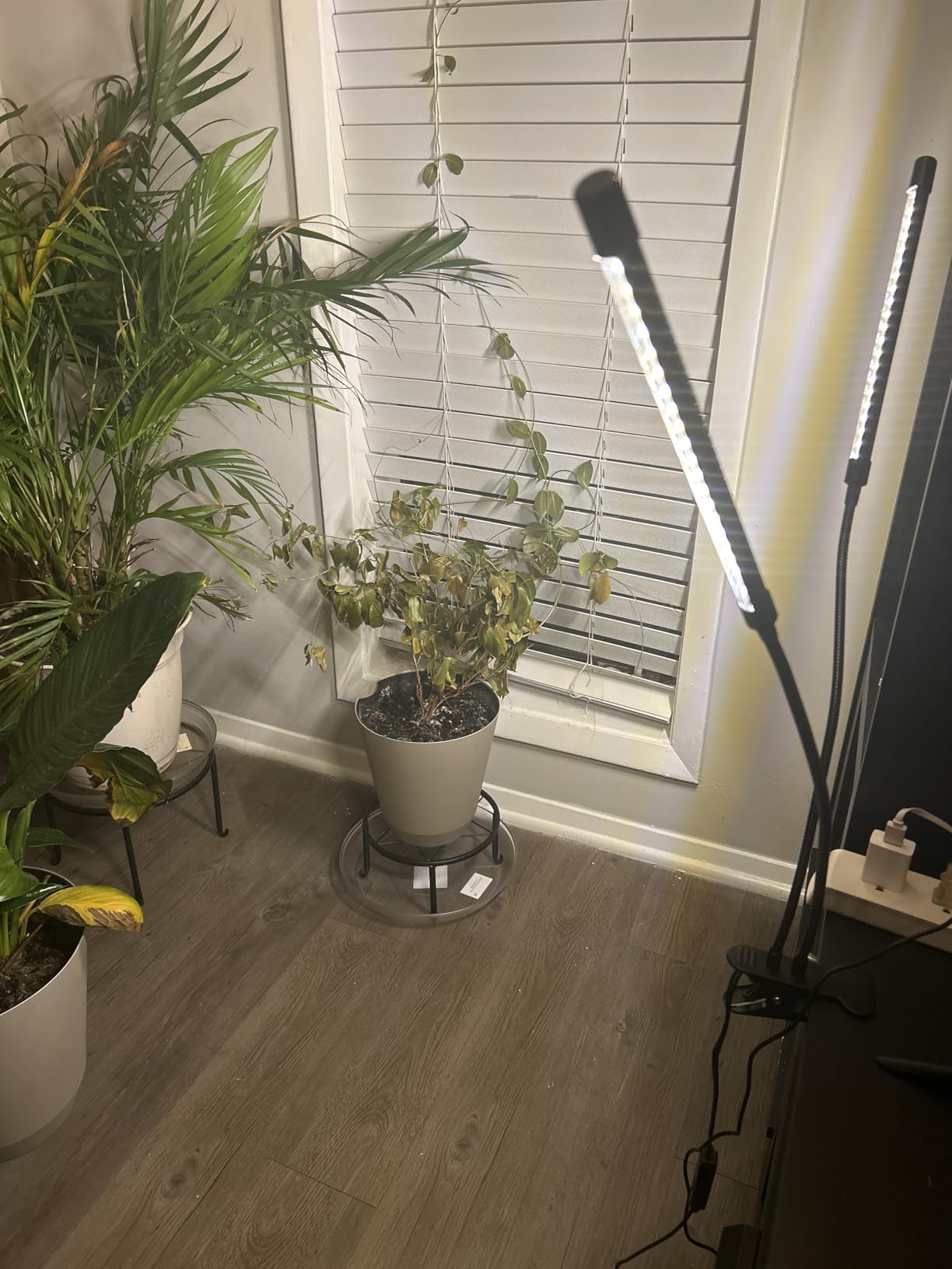 bseah Grow Light Plant Lights for Indoor Plants, Full Spectrum Plant Grow Lamp, 10 Dimmable Levels, Auto ON & Off with 3/9/12H Timer customer photo 1