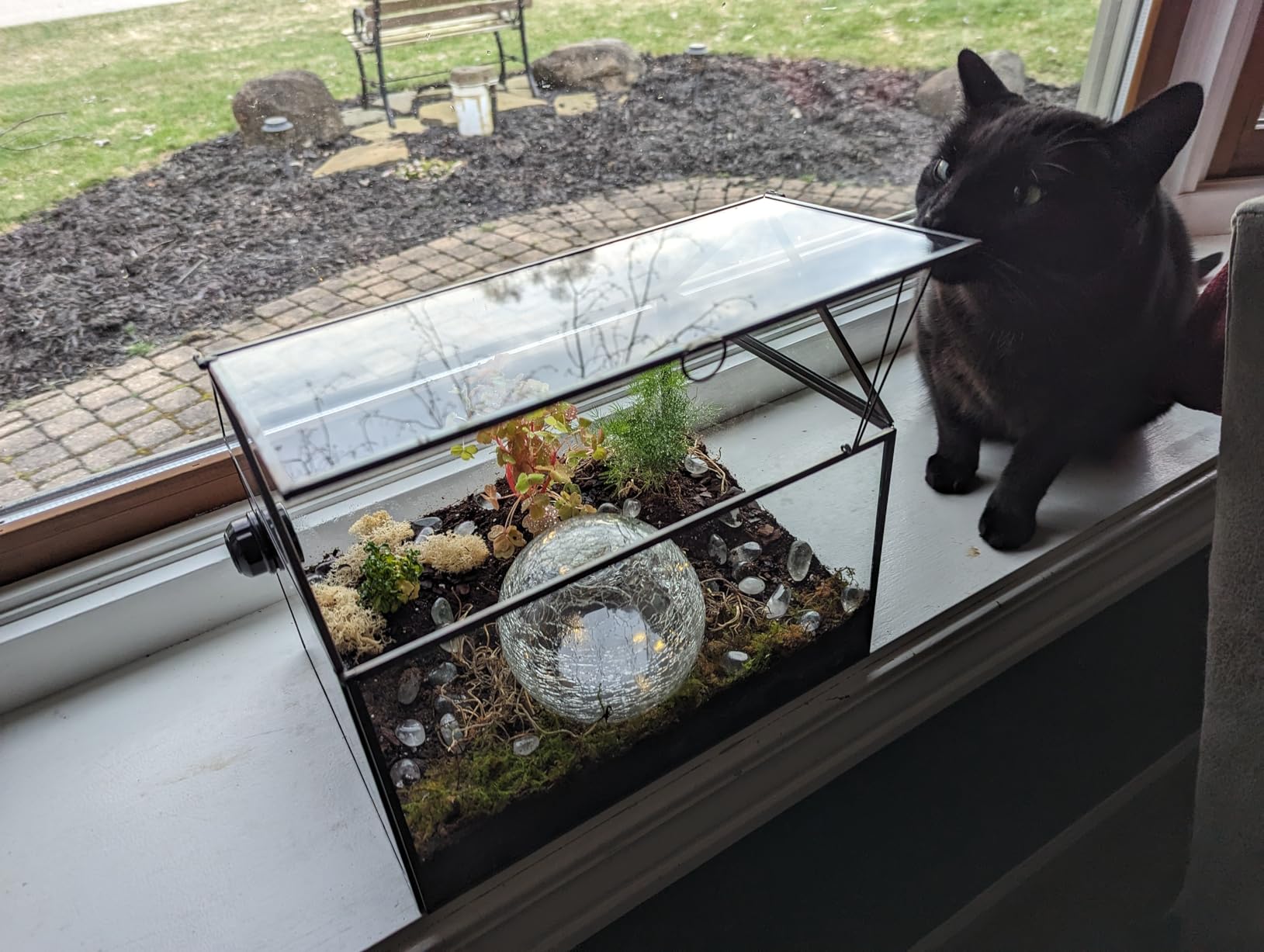 Large Glass Plant Terrarium - House Succulent Glass Terrarium Kit with Lip Glass Greenhouse Terrarium for Plant 12.26X9.15X10.9inch (Black 2) customer photo 2