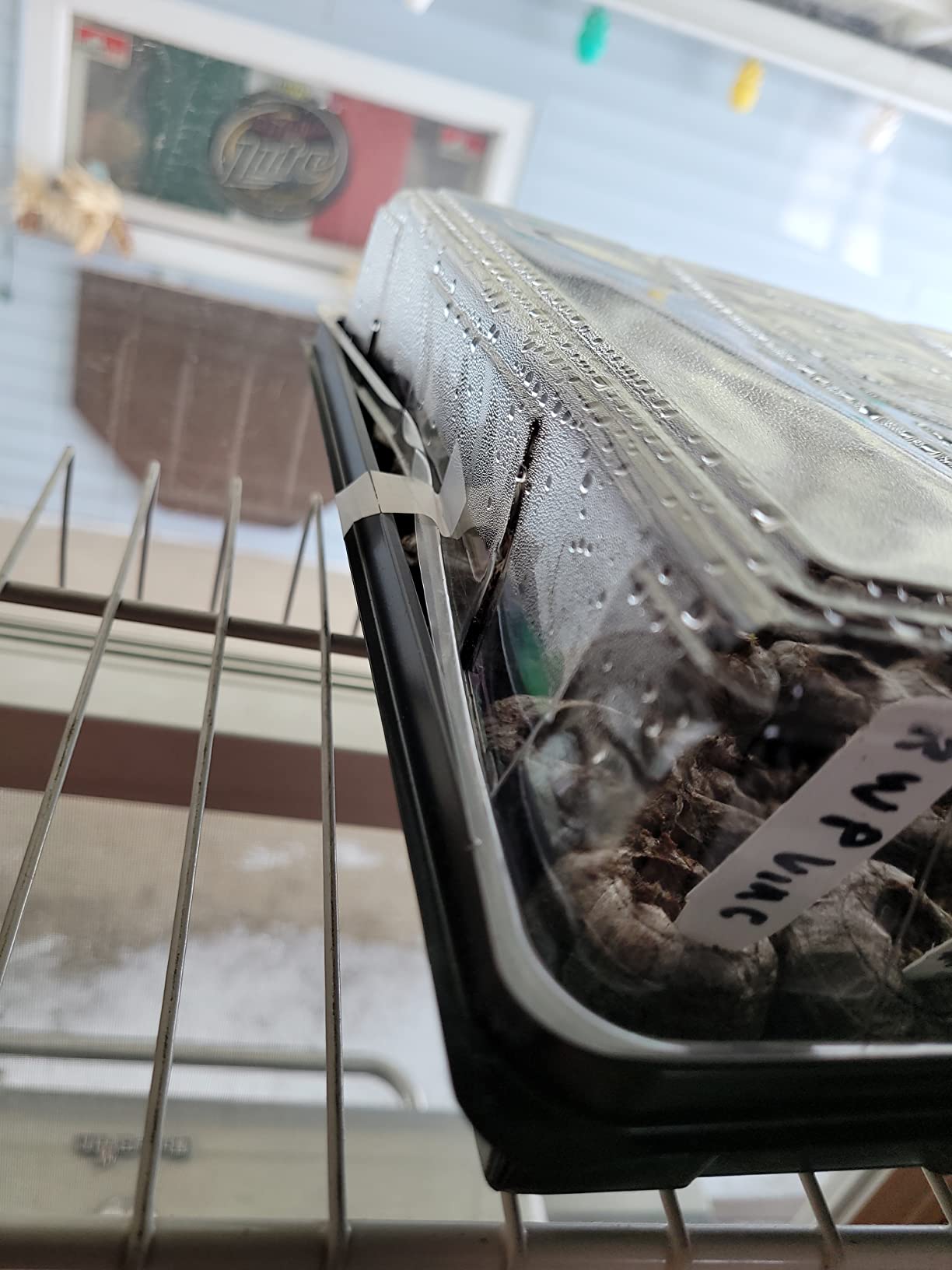 Jiffy Seed Starting Tray Kit - 36 Cell Germination Tray, Portable - 2 Pack, 72 Pellets customer photo 1