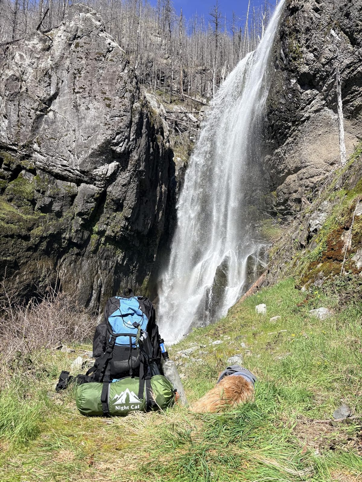 Teton 65L Scout Internal Frame Backpack for Hiking, Camping, Backpacking, Travel, Rain Cover Included, Pacific customer photo 1