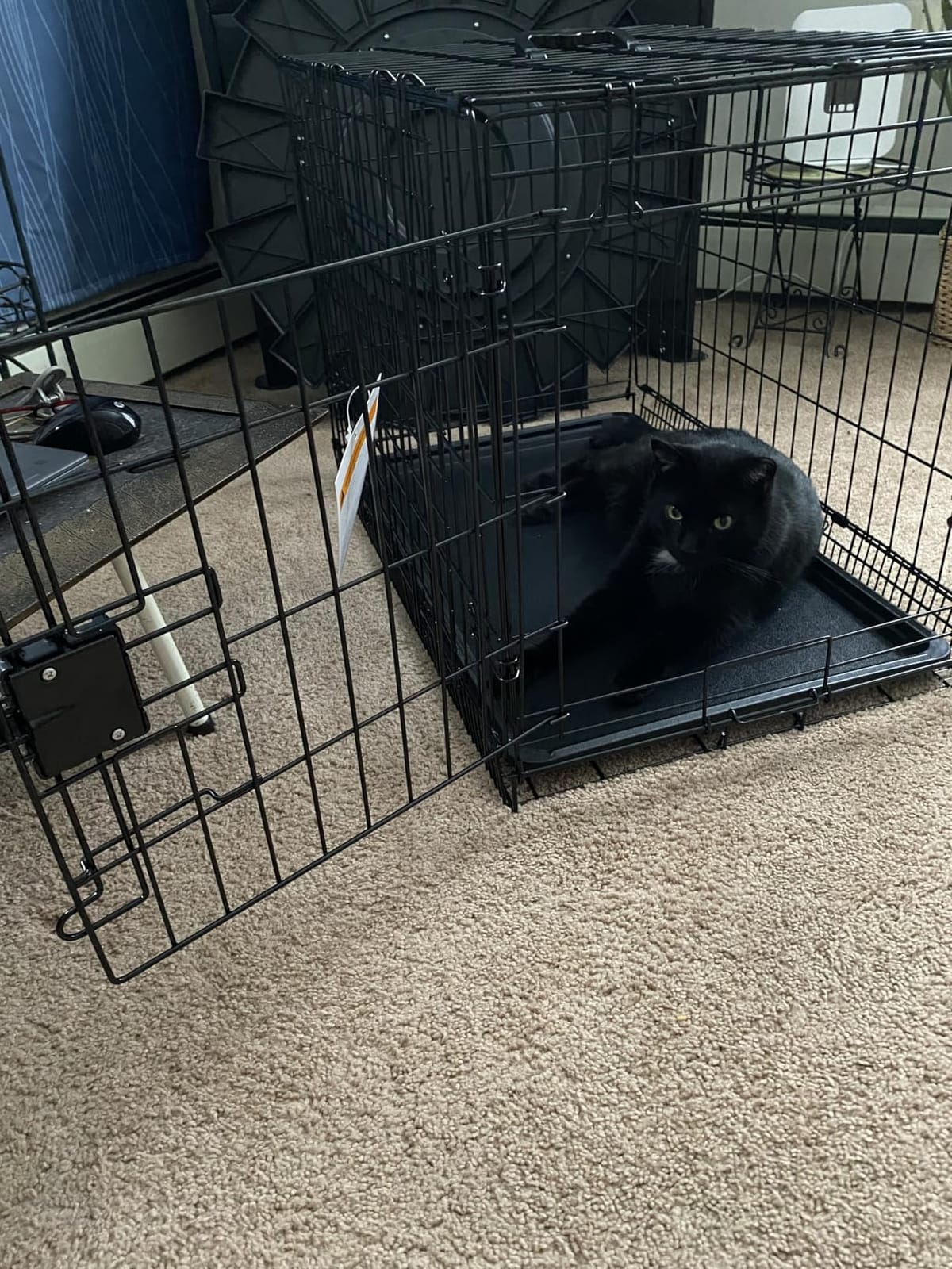 Amazon Basics Portable, Foldable Metal Wire Dog Crate with Removable Tray, Divider Panel, Easy to Assemble, for Large Dogs, 48 x 30 x 32.5 in, Black customer photo 1