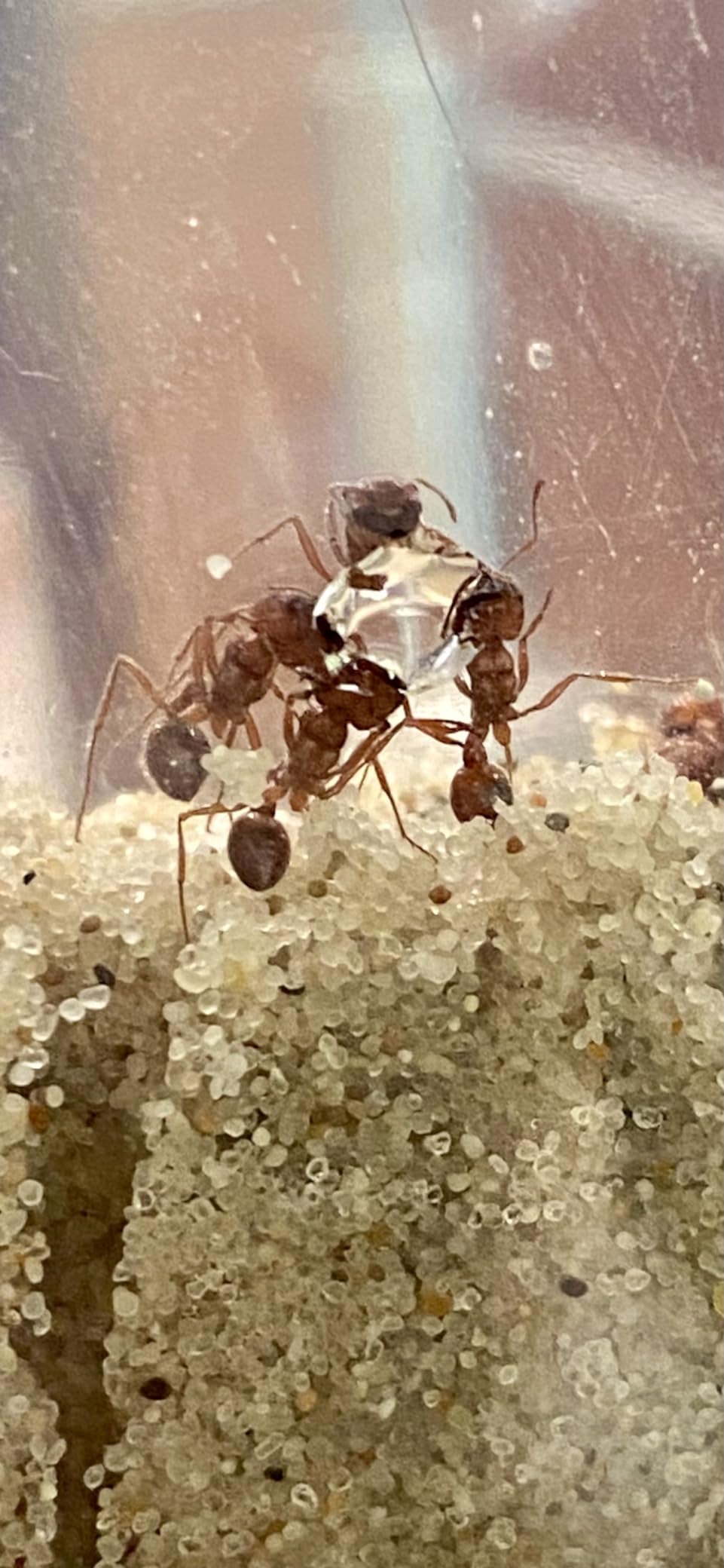 Educational Insights GeoSafari Ant Factory customer photo 2