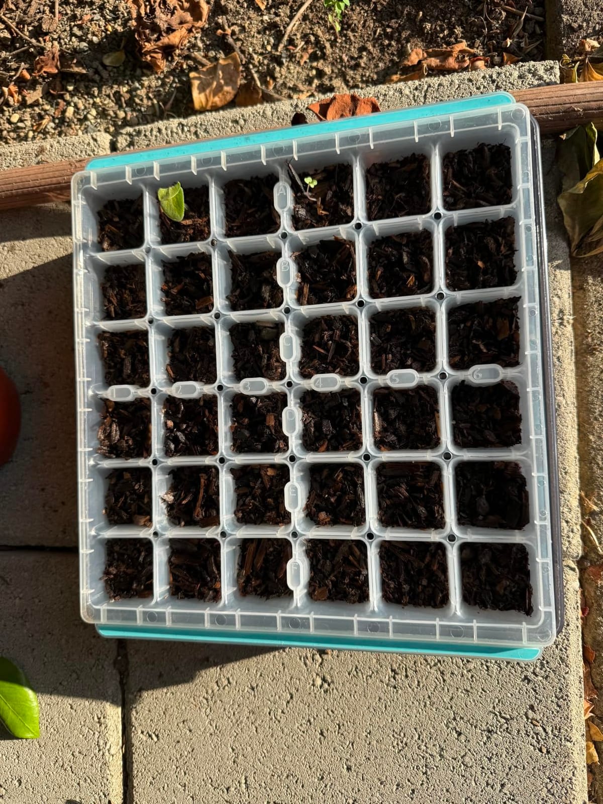 Burpee SuperSeed 36-Cell Reusable Seed Starting Tray for Indoor Seedlings customer photo 1