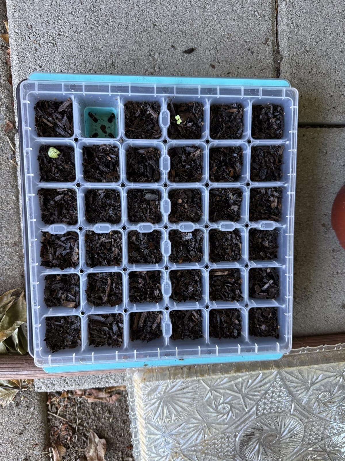 Burpee SuperSeed 36-Cell Reusable Seed Starting Tray for Indoor Seedlings customer photo 2