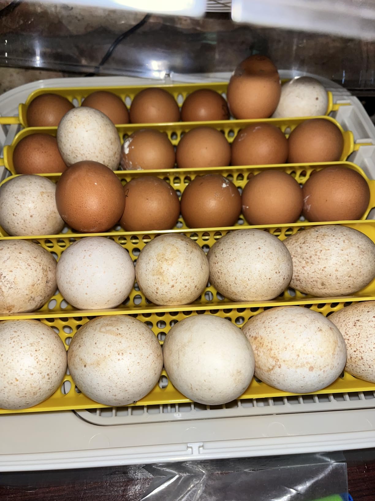 MATICOOPX 30 Egg Incubator with Humidity Display, Egg Candler, Automatic Egg Turner, for Hatching Chickens customer photo 2