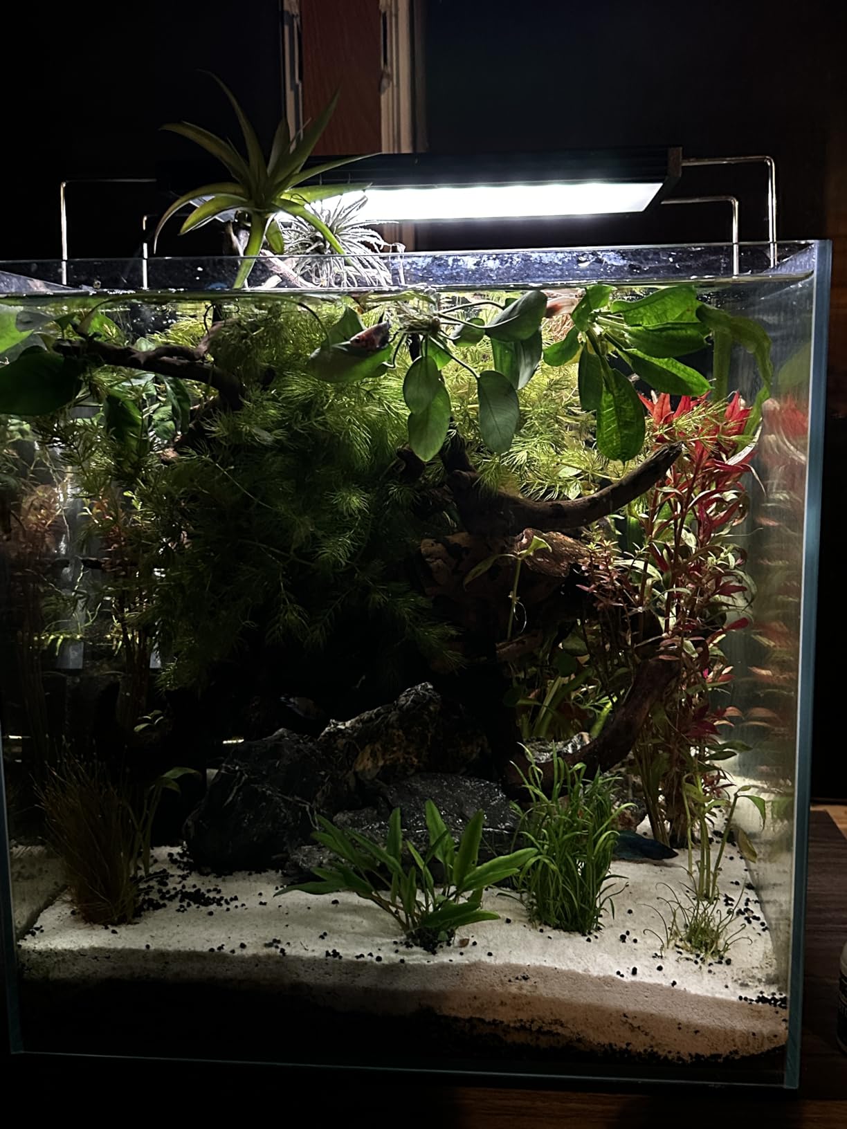 Chihiros WRGB II PRO LED Aquarium Light - Full Spectrum, Bluetooth App Control, Fish Tank Light w/Timer for Aquatic Plants, Freshwater Fish Tank - WRGBII PRO 45cm customer photo 1
