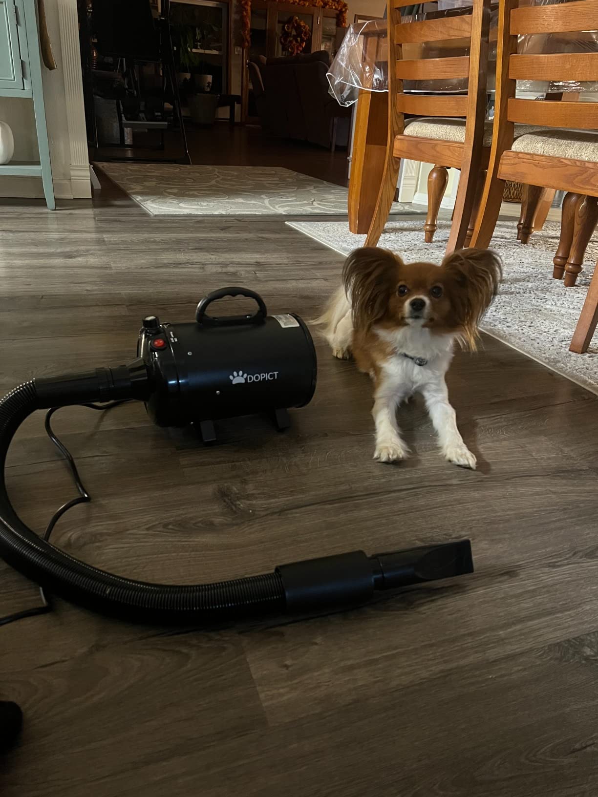 Pet Dryer, 5.2HP/3800W Pet Grooming Dryer with Adjustable Speed and Temperature Control Dog Blow Dryer, Pet Hair Dryer with 3 Nozzle customer photo 2