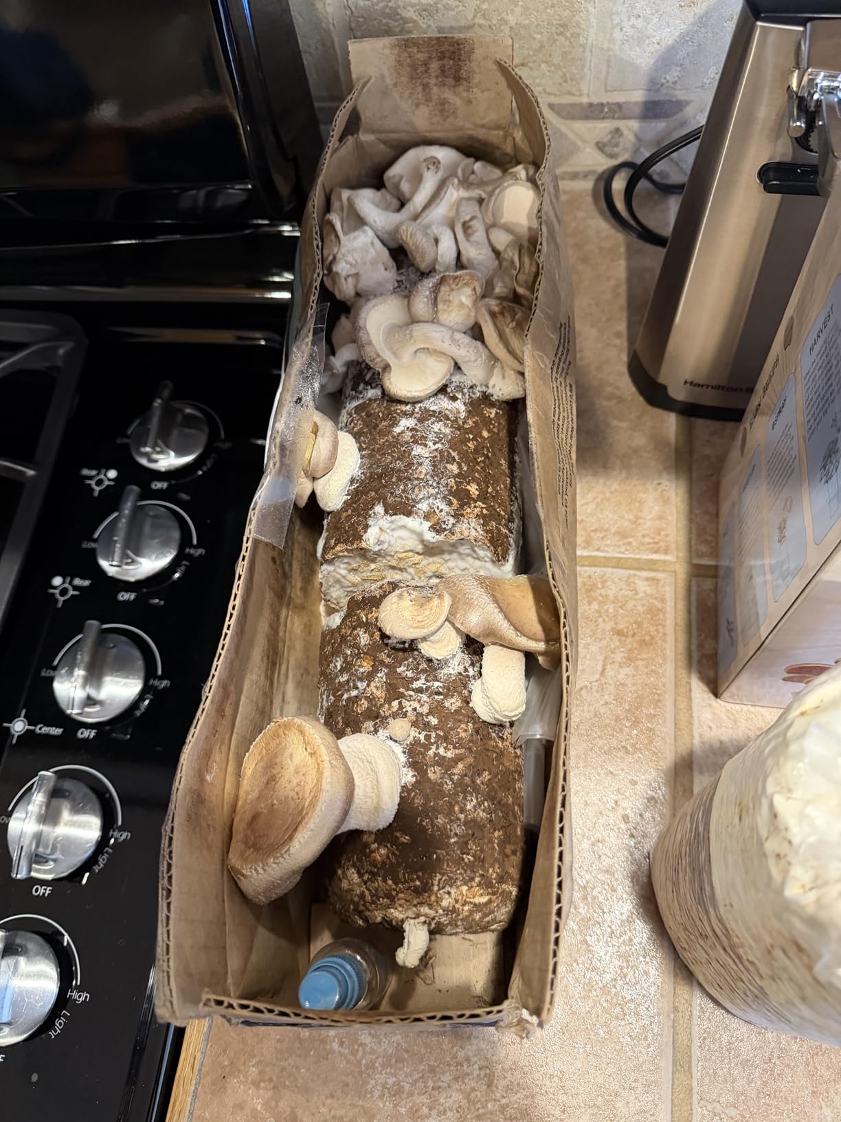 Back to the Roots Organic Shiitake Mushroom Kit; Great Gift; Easy for Beginners, For Indoor Growing (Start Growing Right Away) customer photo 1