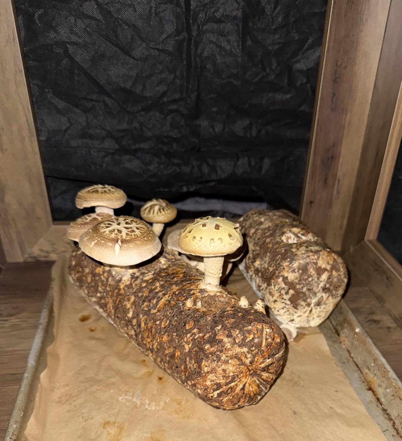 Back to the Roots Organic Shiitake Mushroom Kit; Great Gift; Easy for Beginners, For Indoor Growing (Start Growing Right Away) customer photo 2